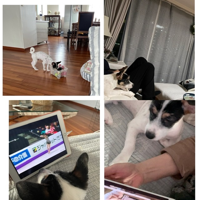 마네(빈스) 3개월차 입양후기