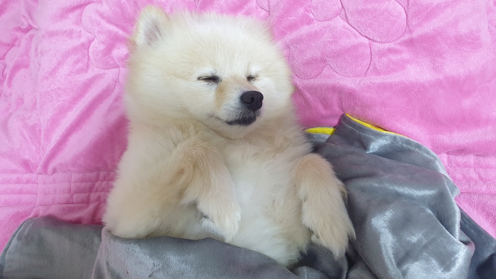 곤지암 단밤이 입양 1주일 후기