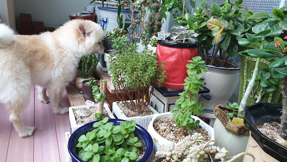 곤지암 단밤이 입양 1주일 후기