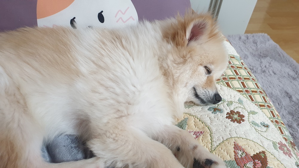 곤지암 단밤이 입양 1주일 후기