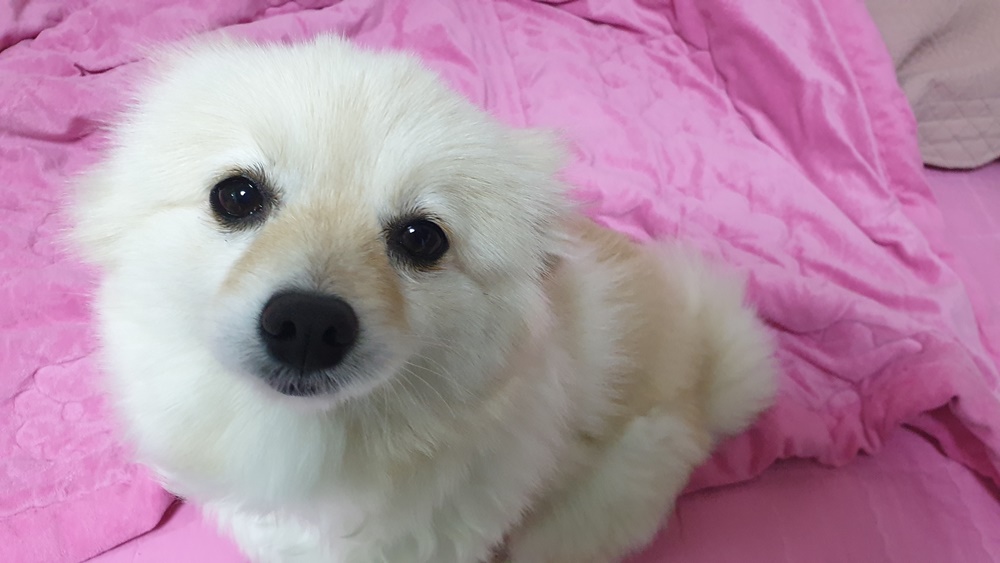 곤지암 단밤이 입양 1주일 후기