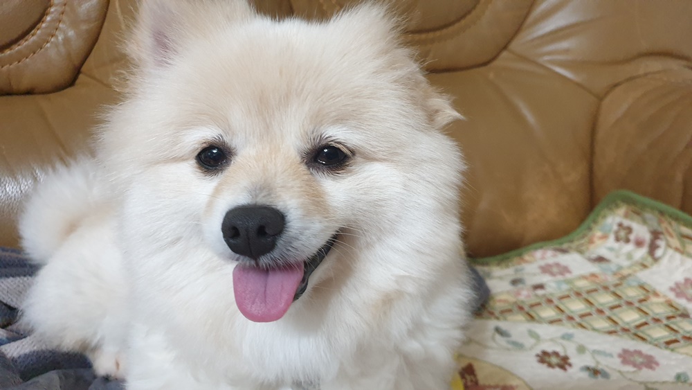 곤지암 단밤이 입양 1주일 후기