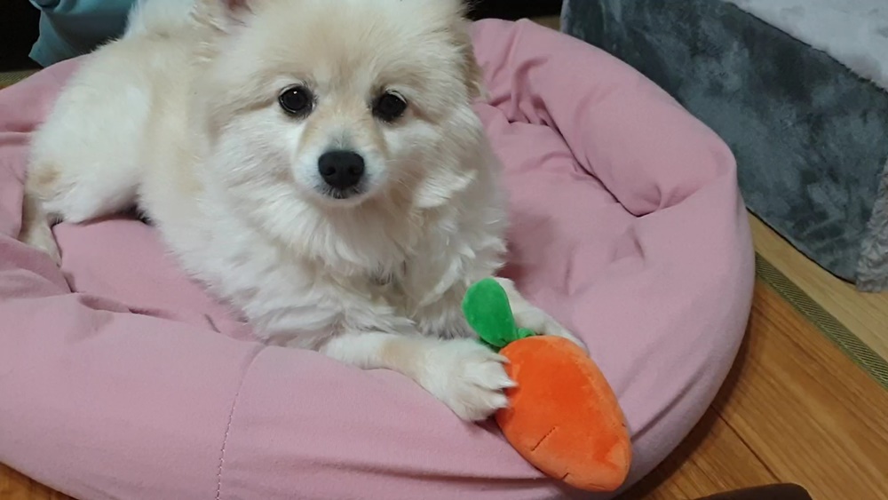 곤지암 단밤이 입양 1주일 후기