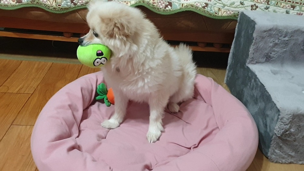 곤지암 단밤이 입양 1주일 후기