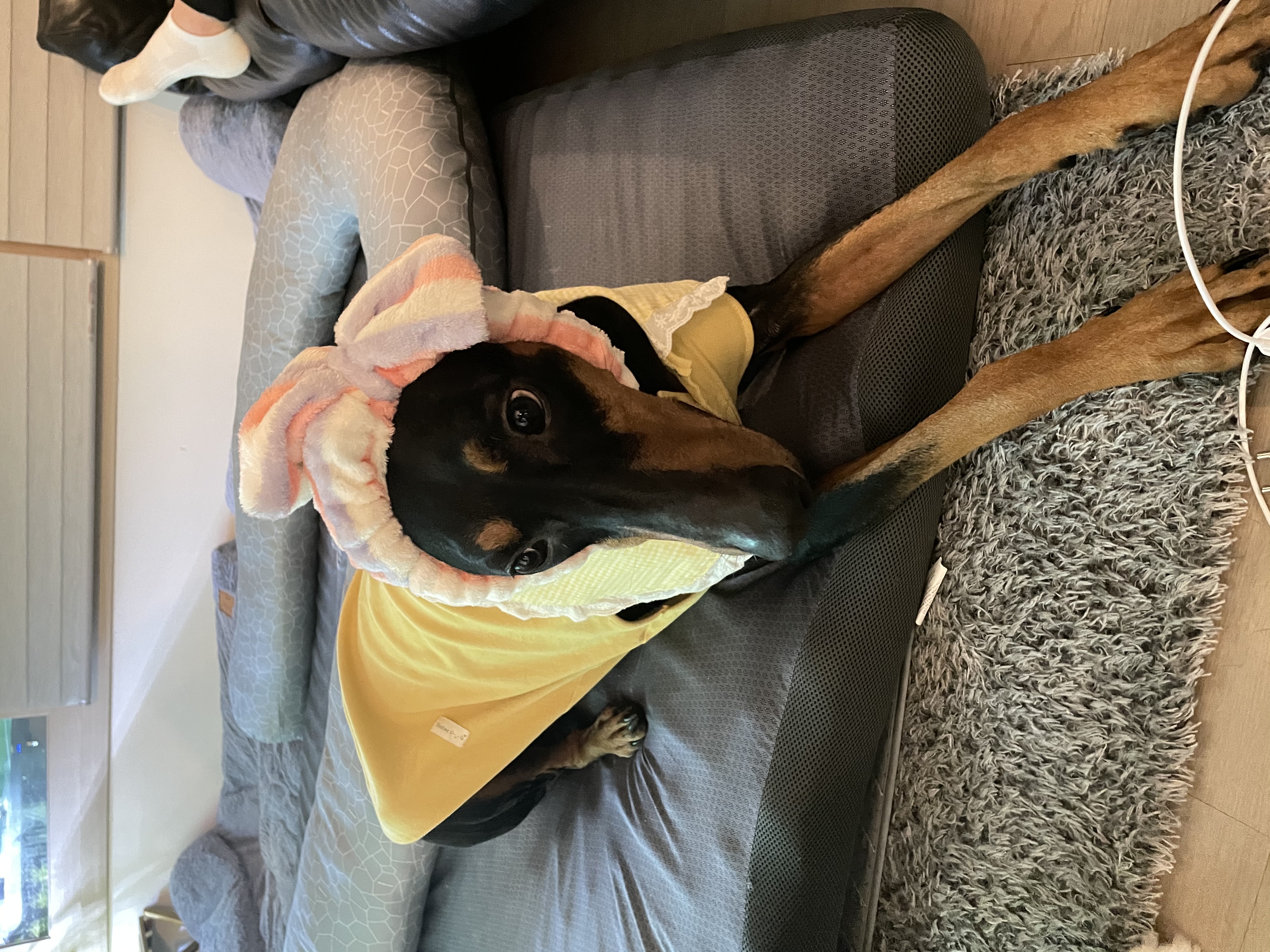 도베르만 캐리 귀여워서 그만❤️