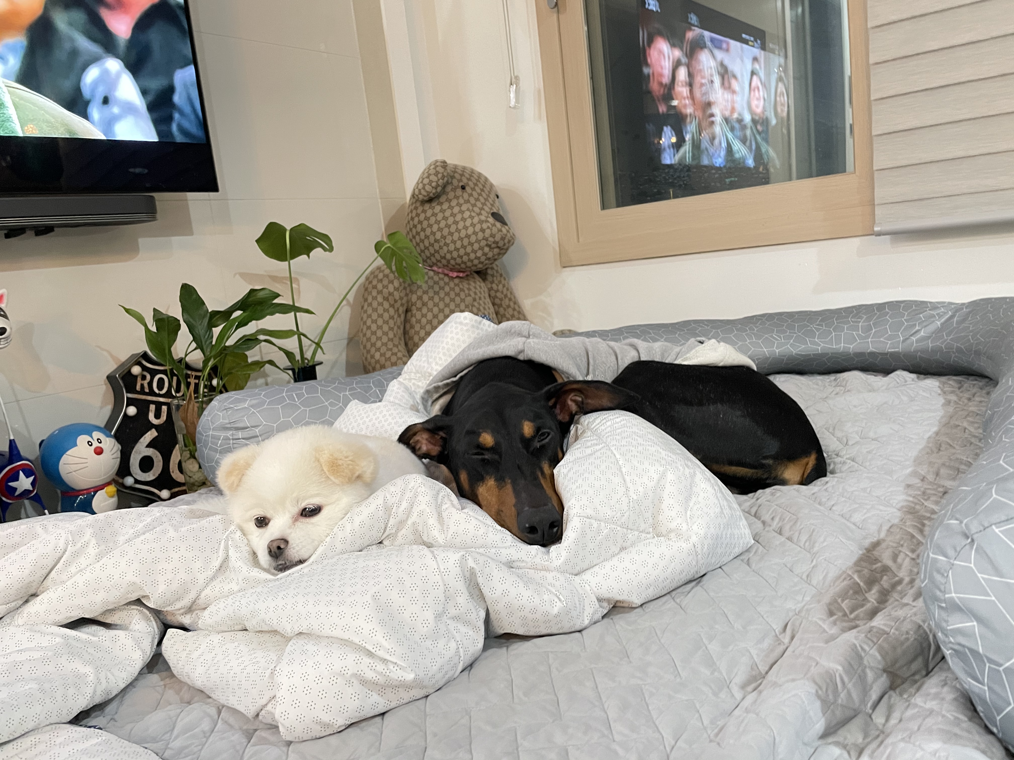 도베르만 캐리 귀여워서 그만❤️