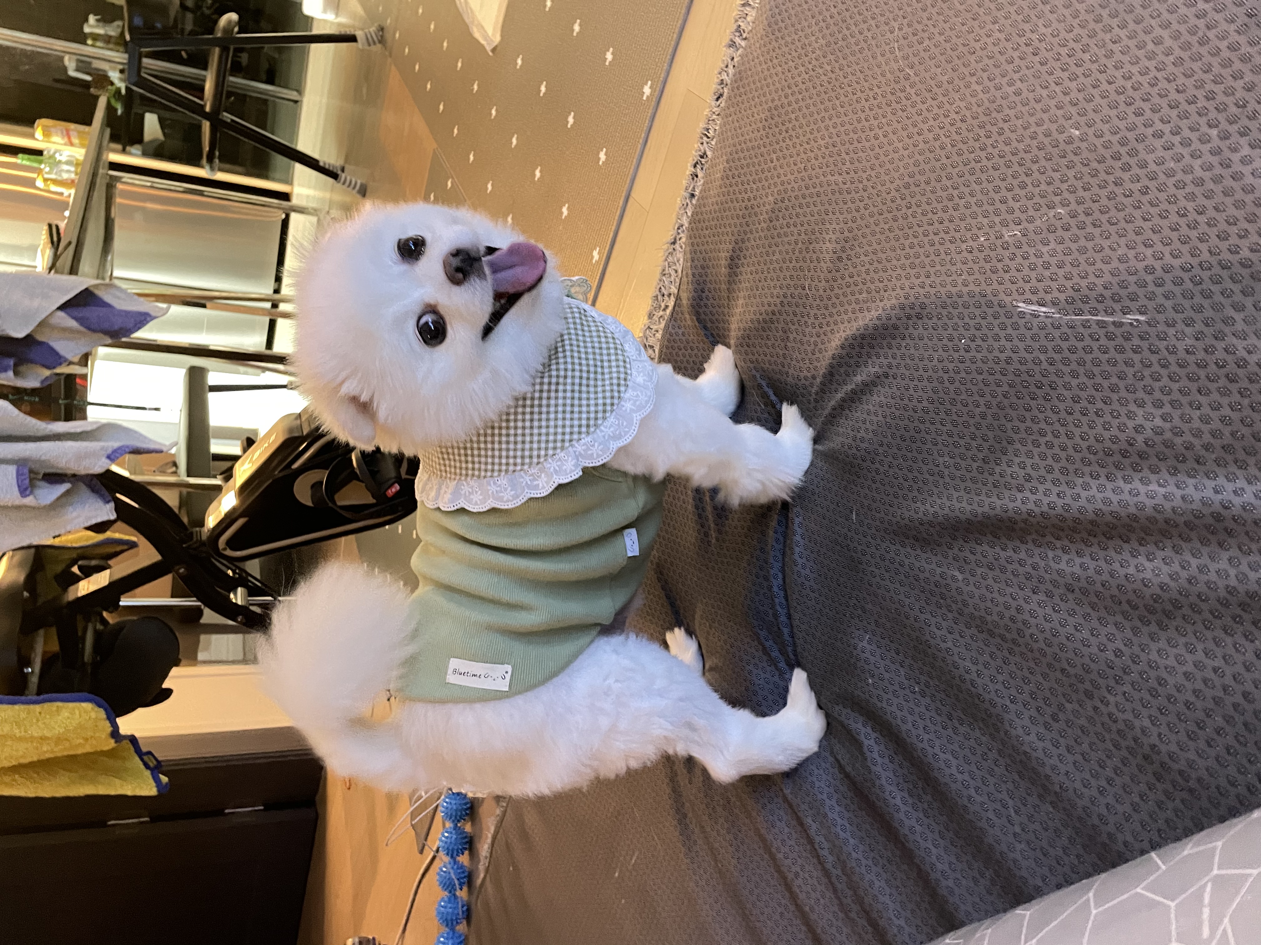 도베르만 캐리 귀여워서 그만❤️