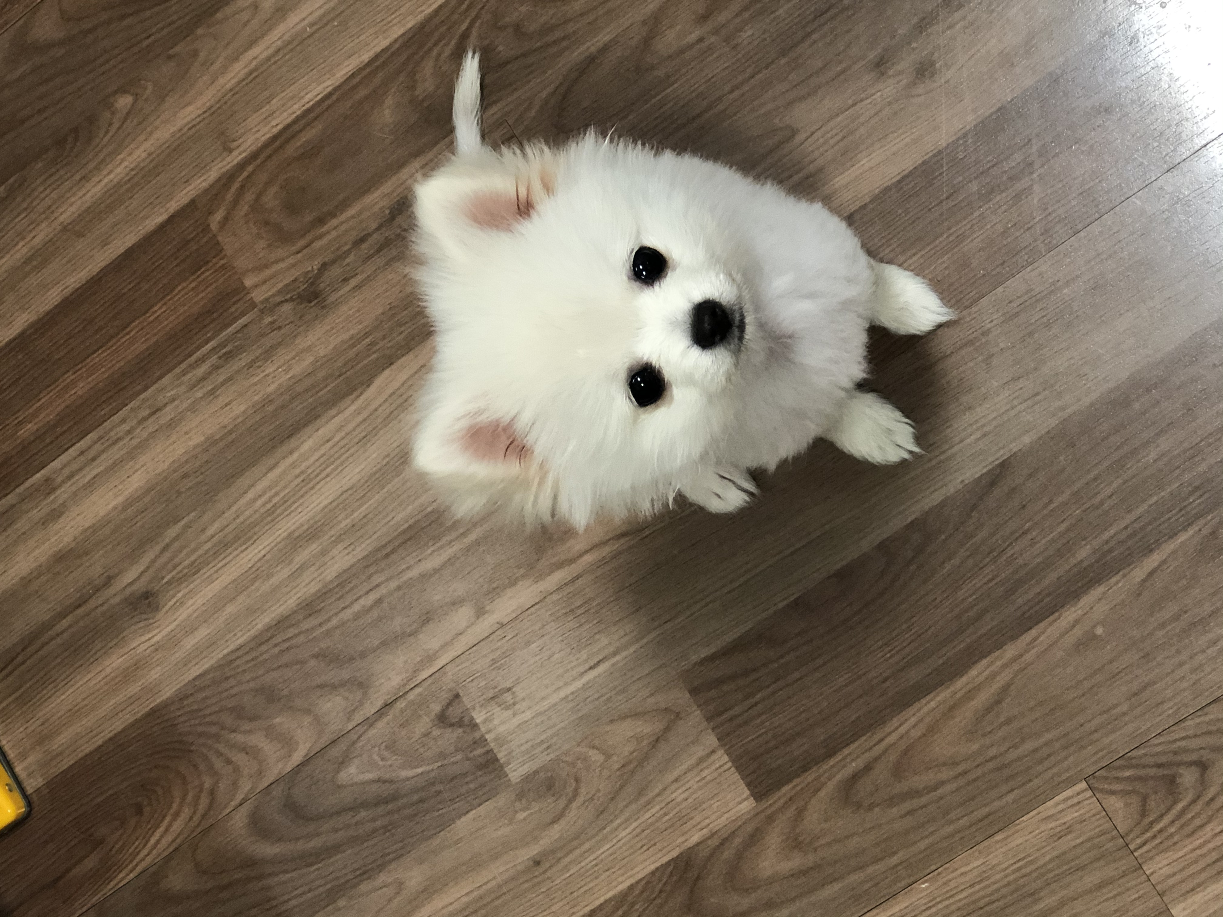 하루. 입양 3주차