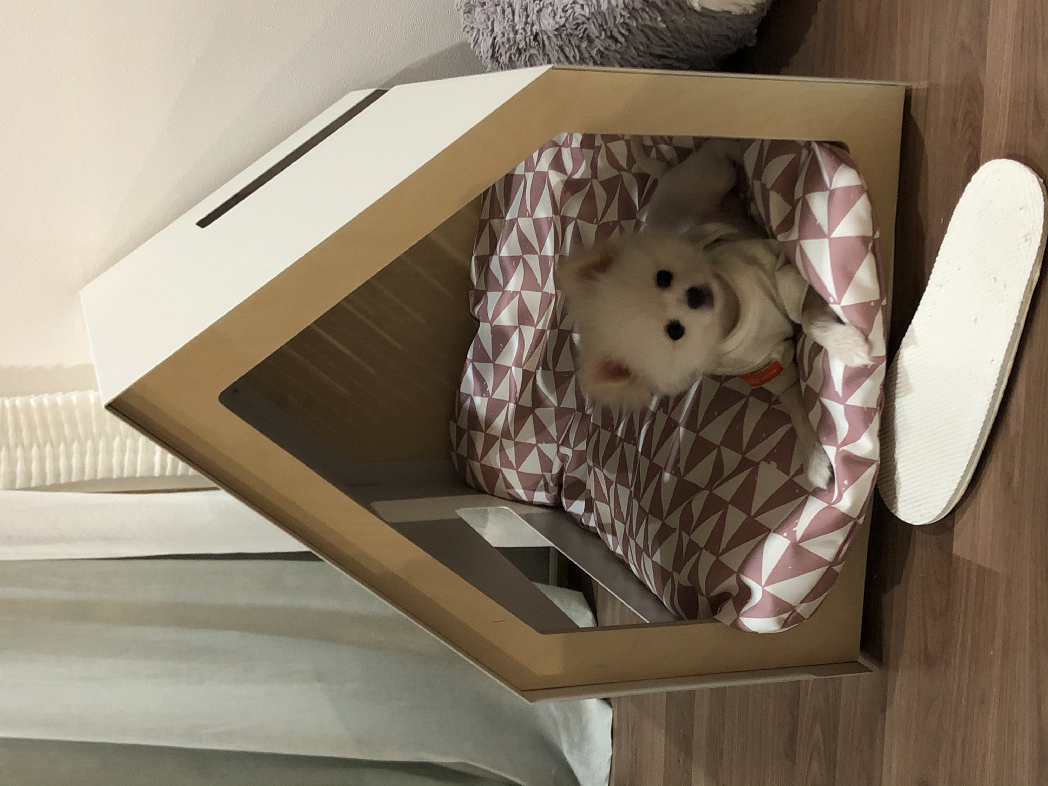 하루. 입양 3주차