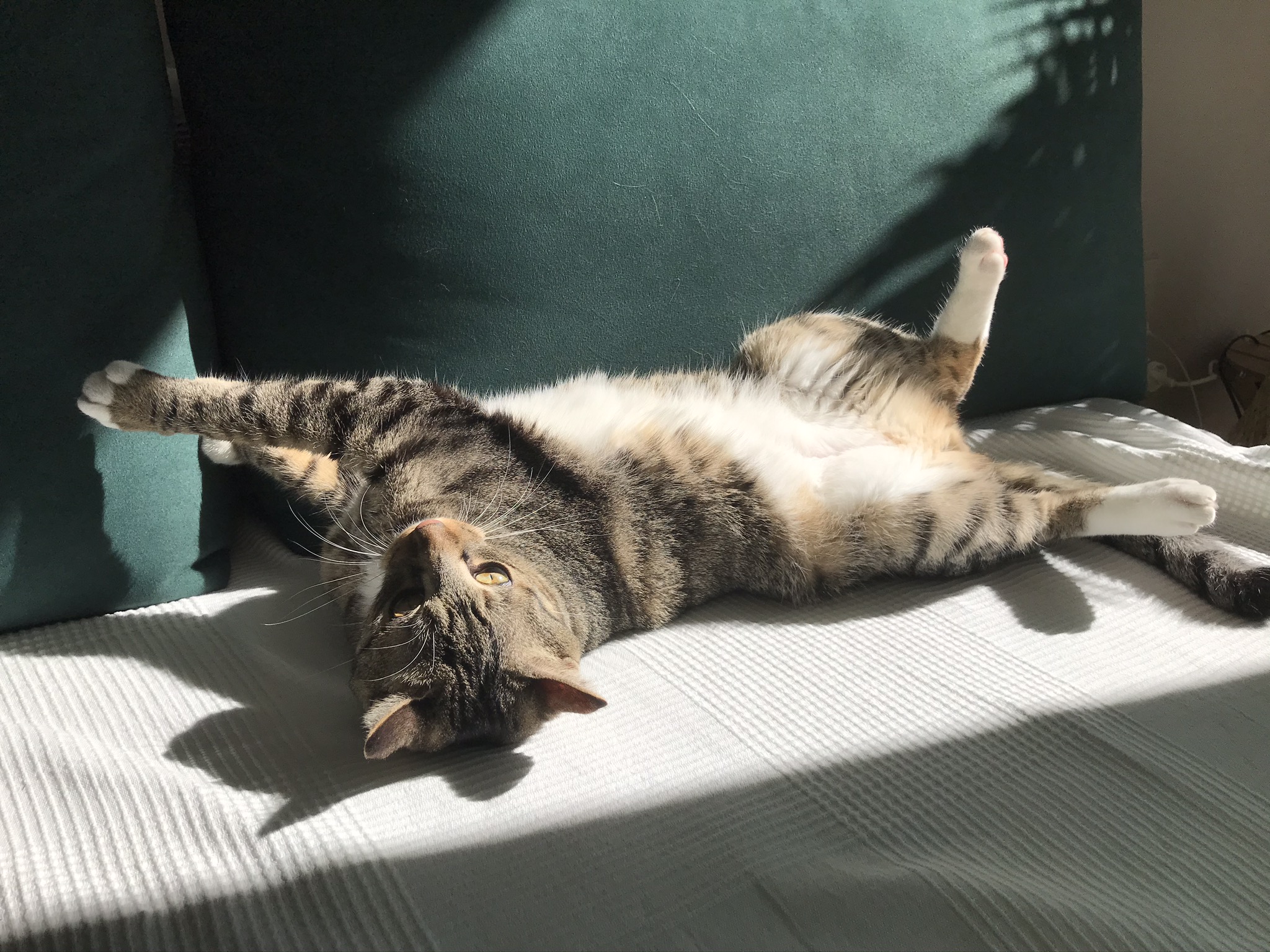 고양이 깨비(구 나폴레옹) 오늘 2살 생일이예요❤️