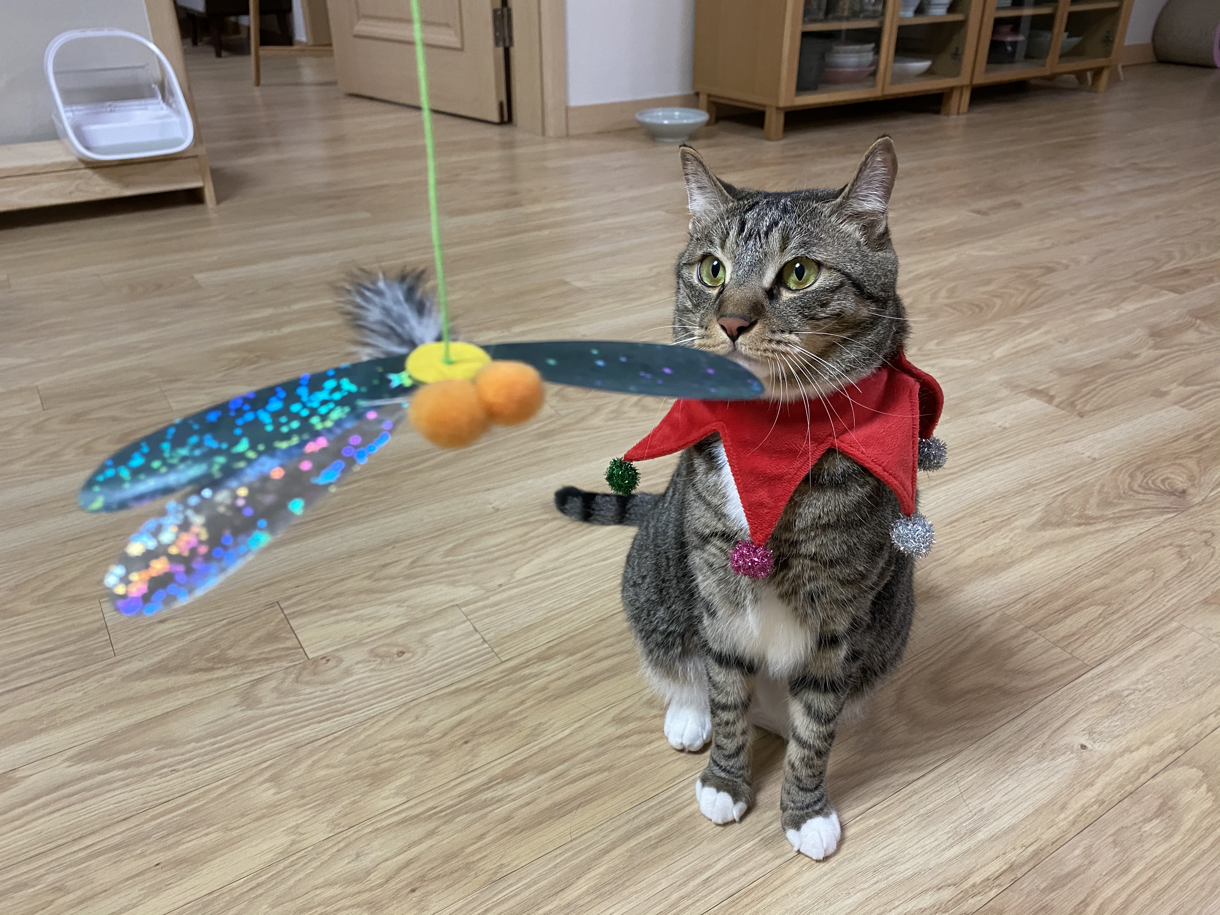 고양이 깨비(구 나폴레옹) 오늘 2살 생일이예요❤️