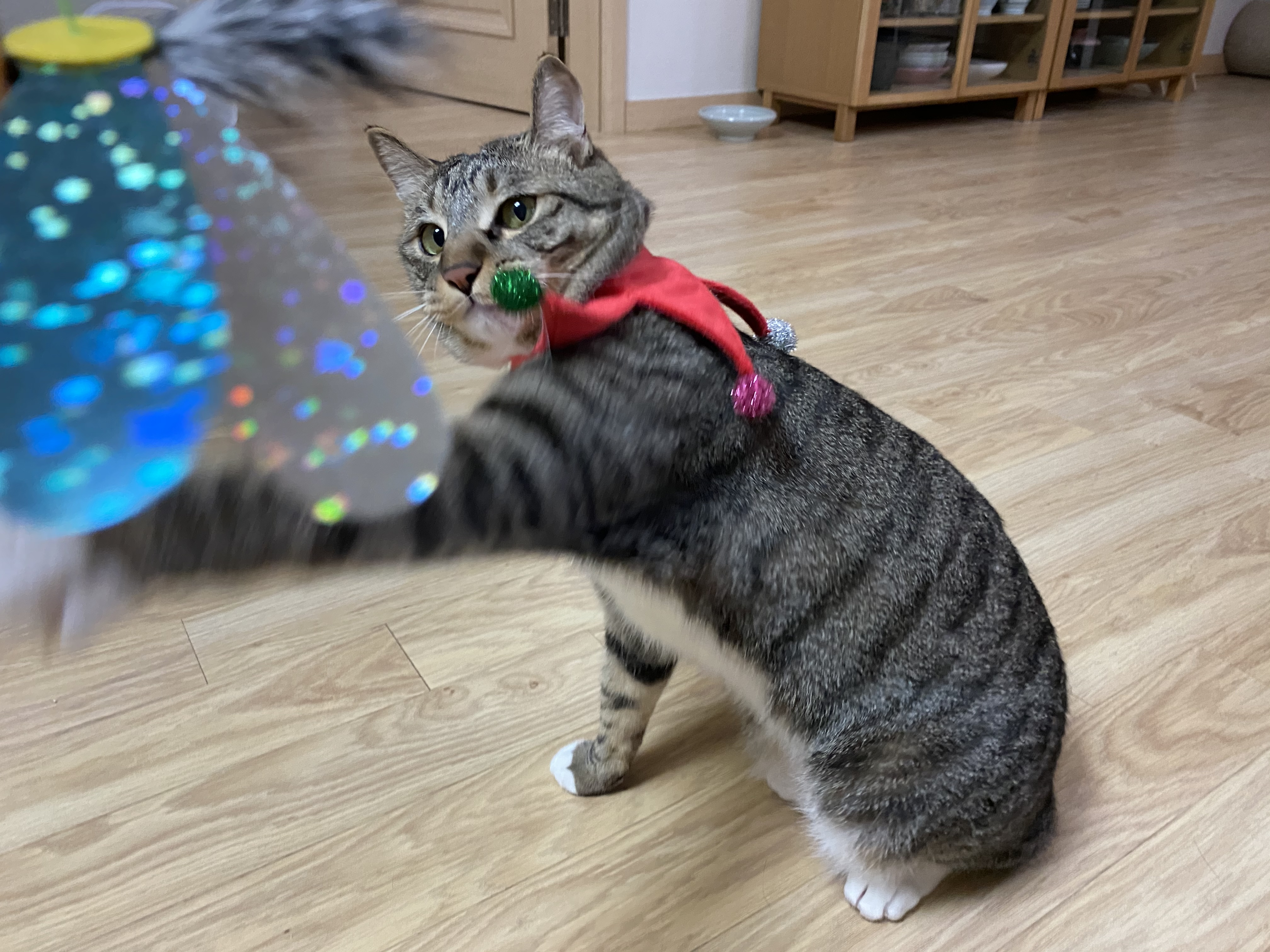 고양이 깨비(구 나폴레옹) 오늘 2살 생일이예요❤️