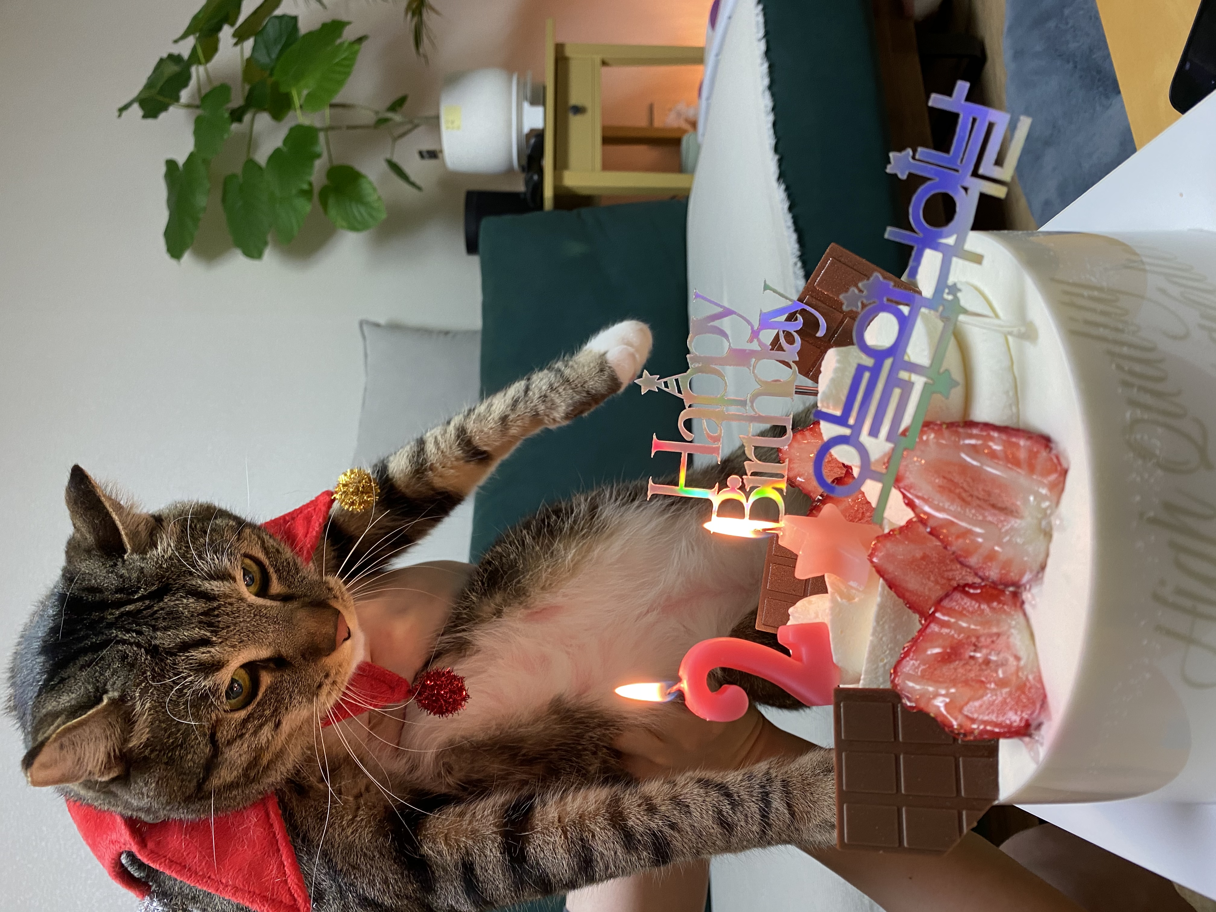 고양이 깨비(구 나폴레옹) 오늘 2살 생일이예요❤️