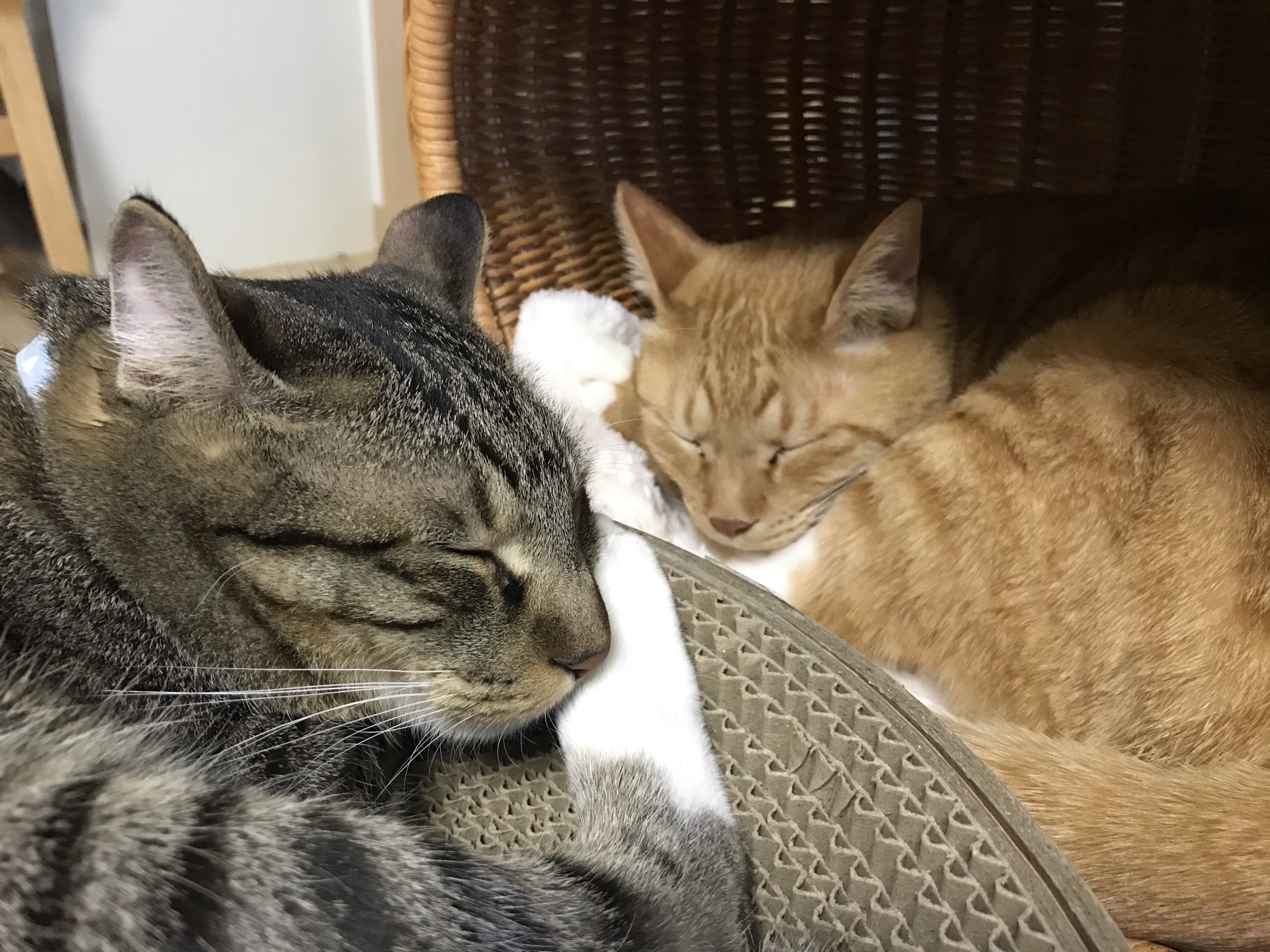 고양이 깨비(구 나폴레옹) 오늘 2살 생일이예요❤️