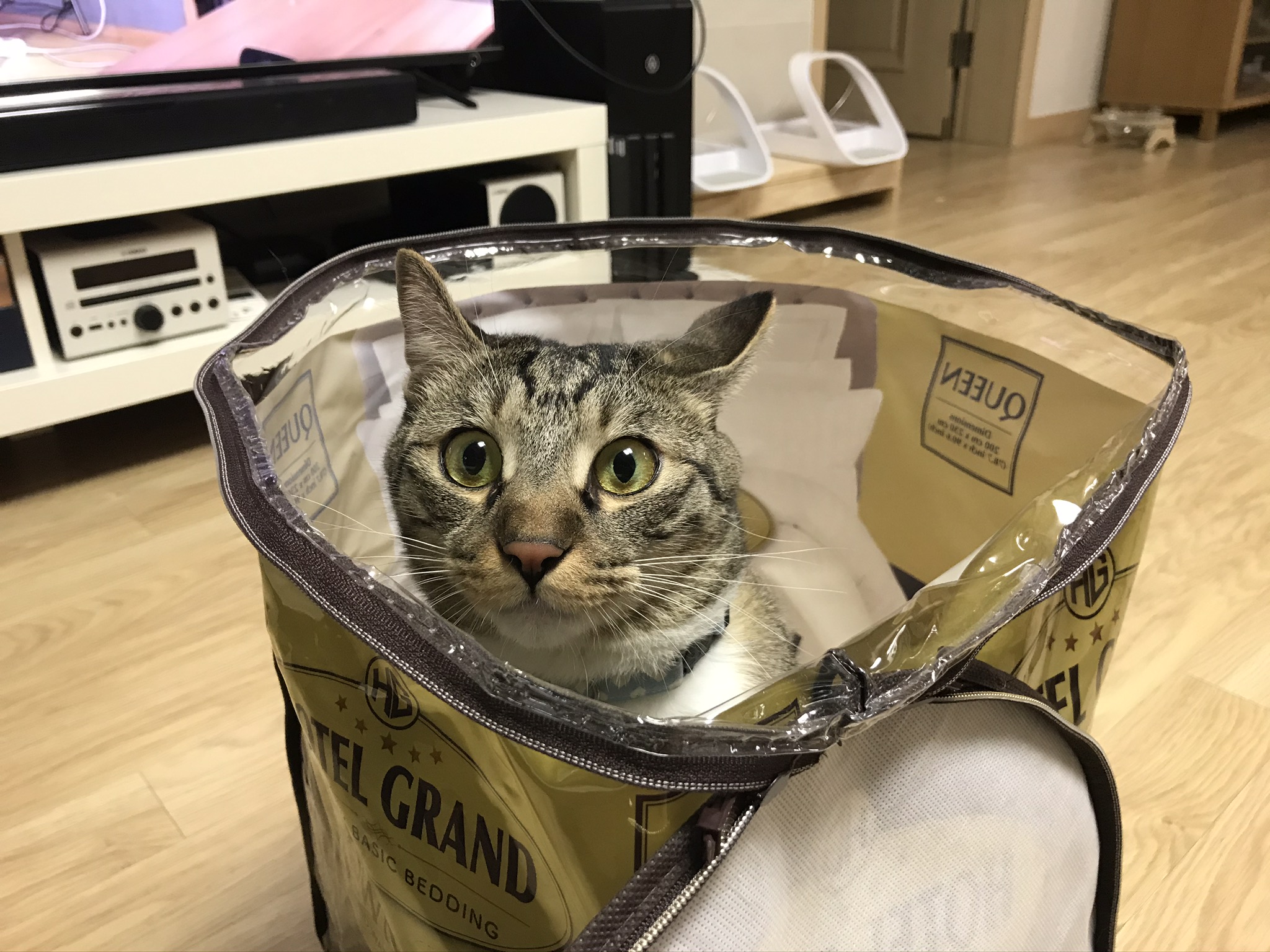 고양이 깨비(구 나폴레옹) 오늘 2살 생일이예요❤️