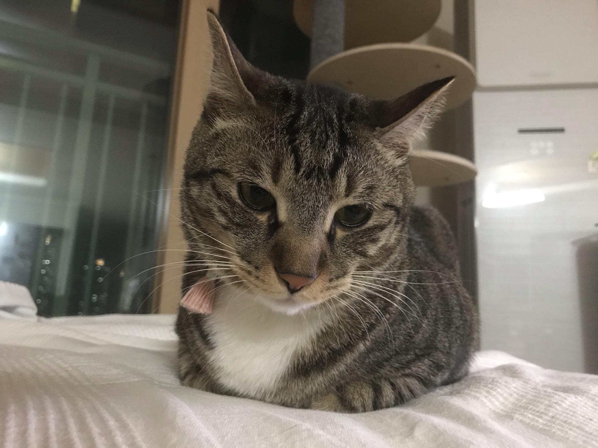 고양이 깨비(구 나폴레옹) 오늘 2살 생일이예요❤️