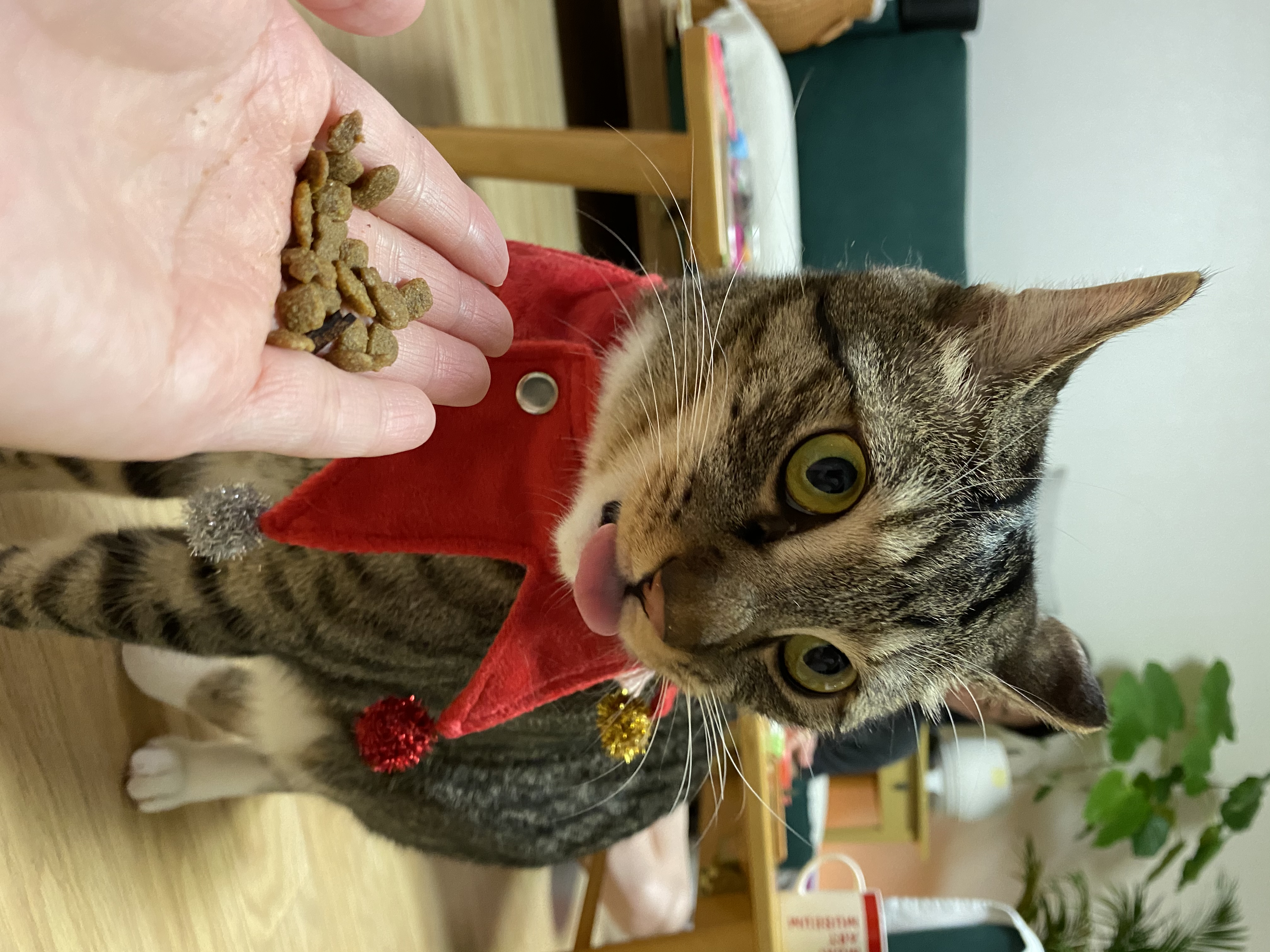 고양이 깨비(구 나폴레옹) 오늘 2살 생일이예요❤️