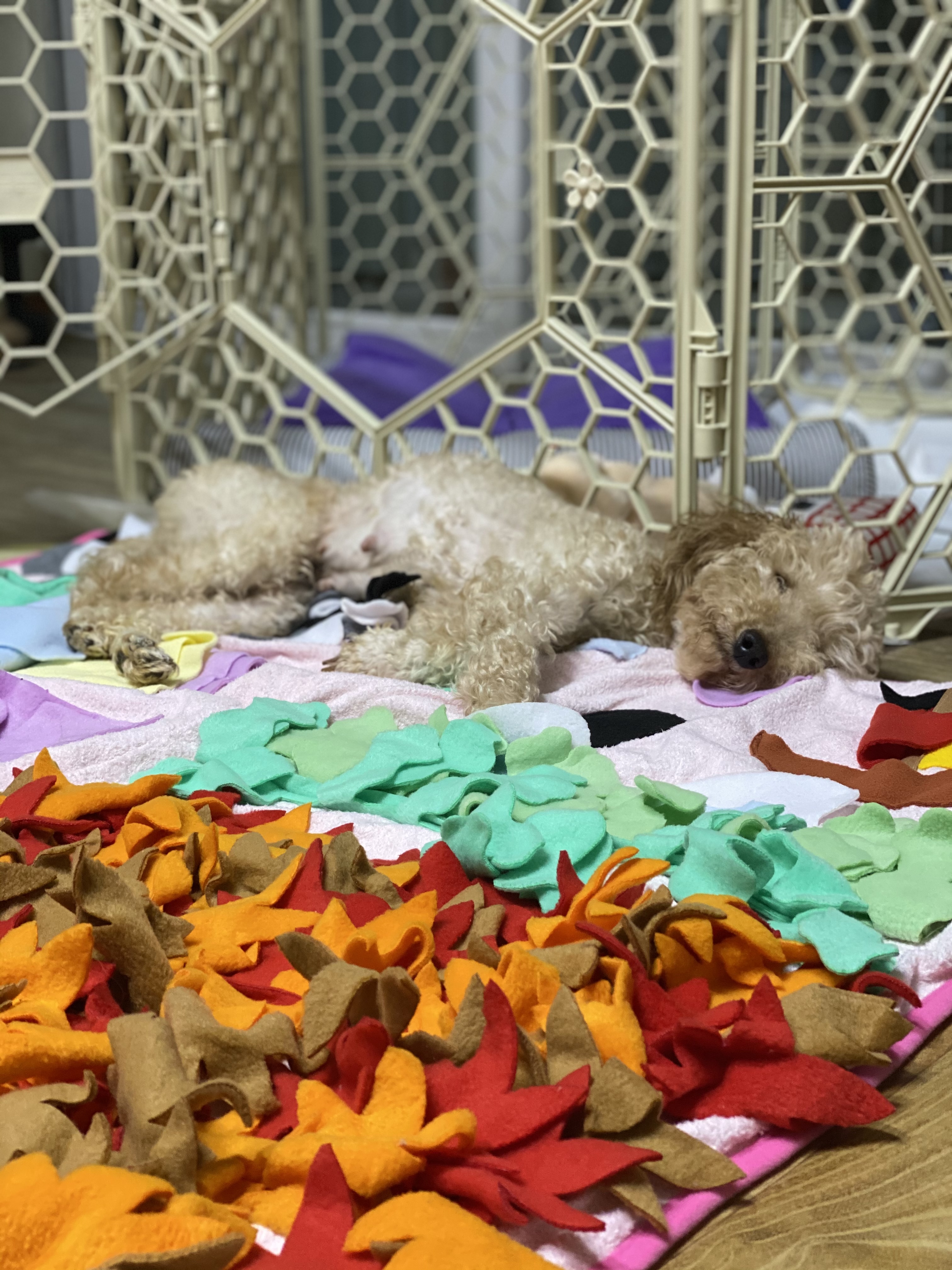 쿠크 입양 1주차