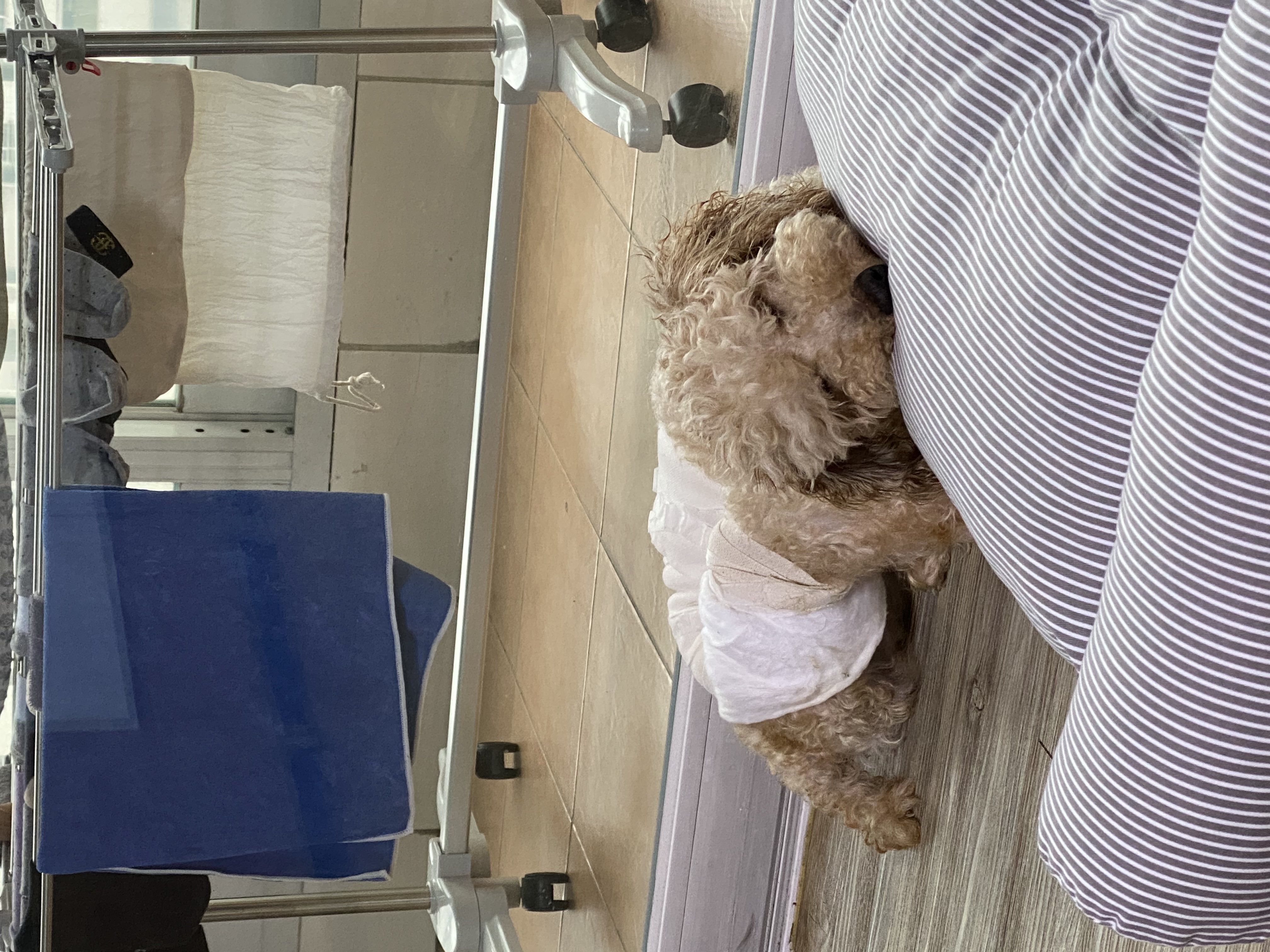 쿠크 입양 1주차