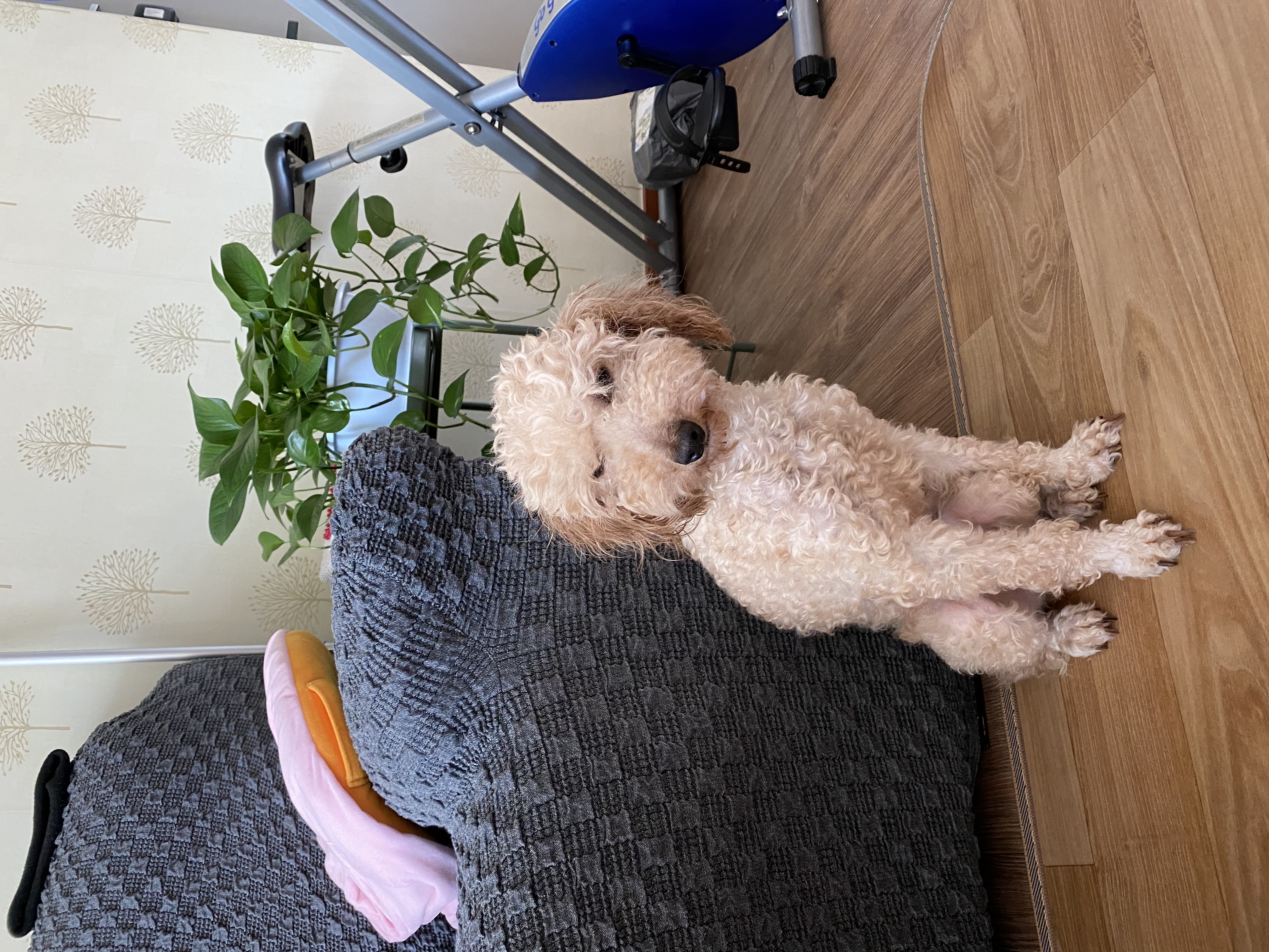 쿠크 입양 1주차