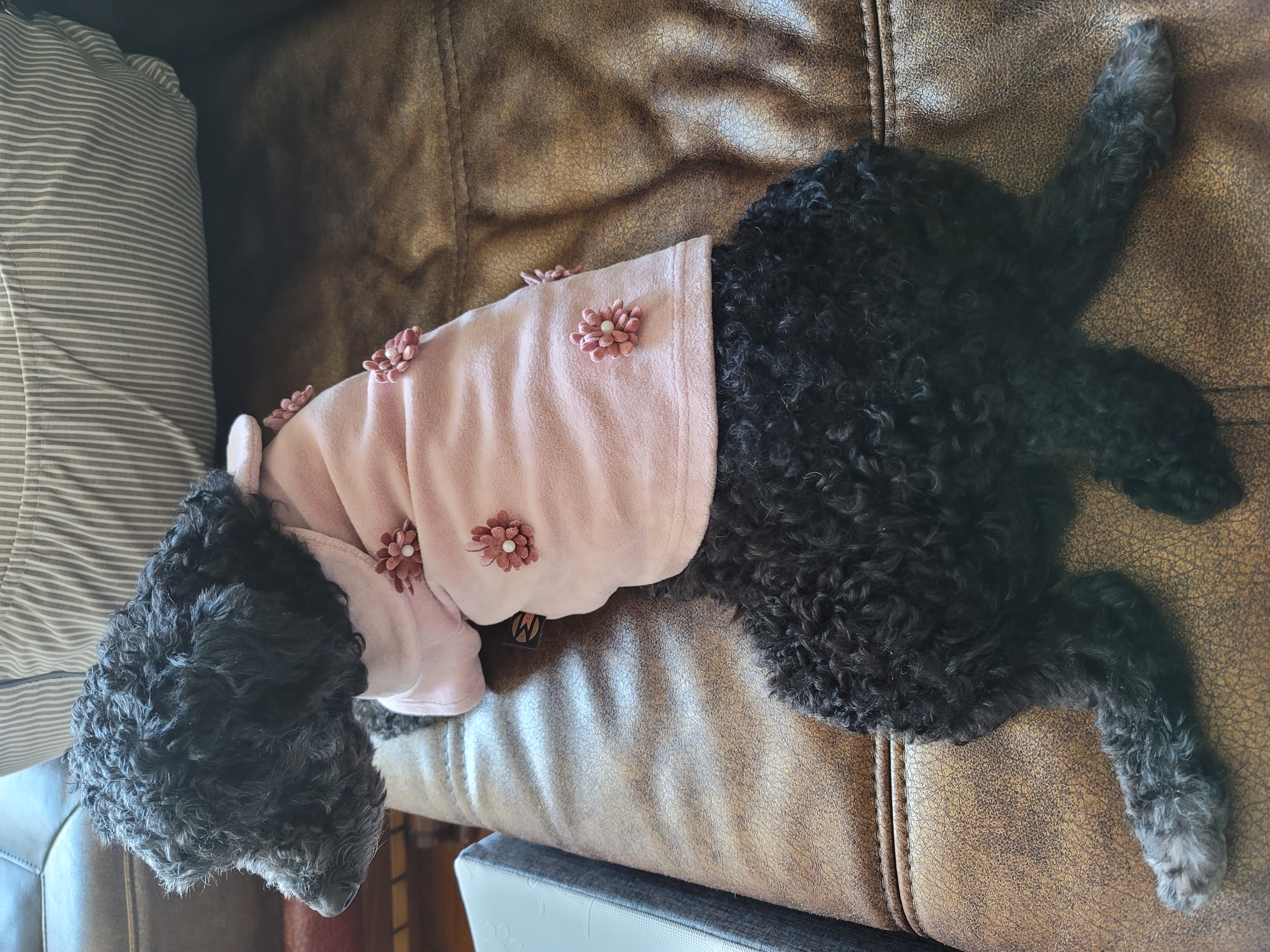 릴리(곤지암-12) 입양 1주차 후기