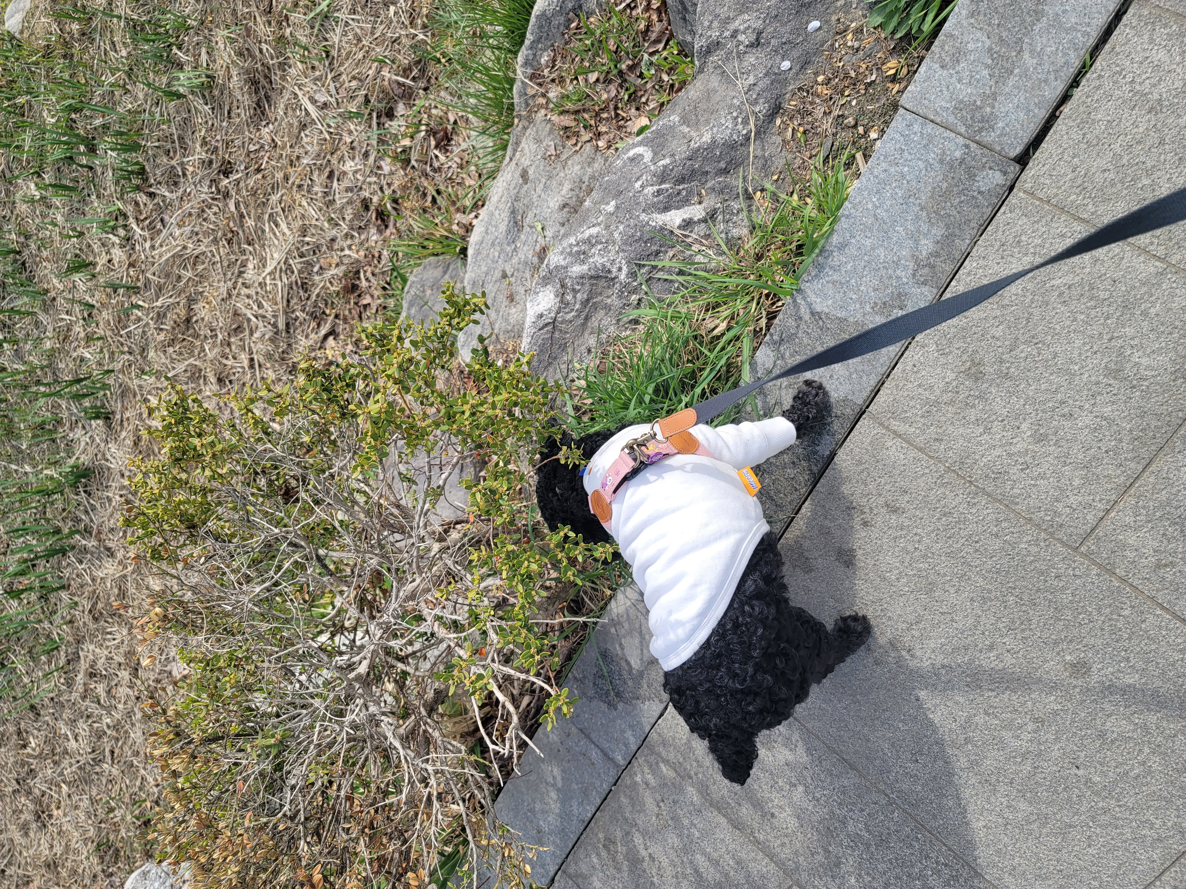 릴리(곤지암-12) 입양 1주차 후기