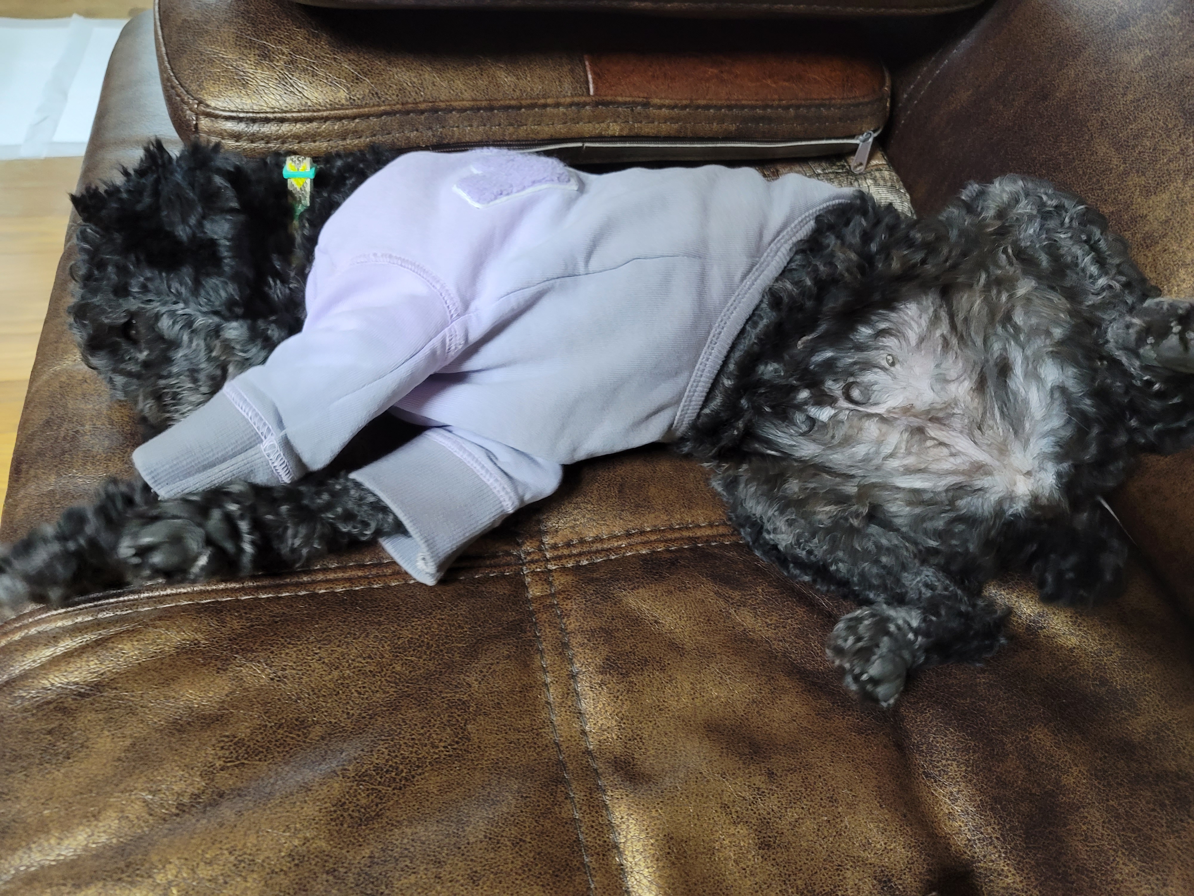 릴리(곤지암-12) 입양 1주차 후기