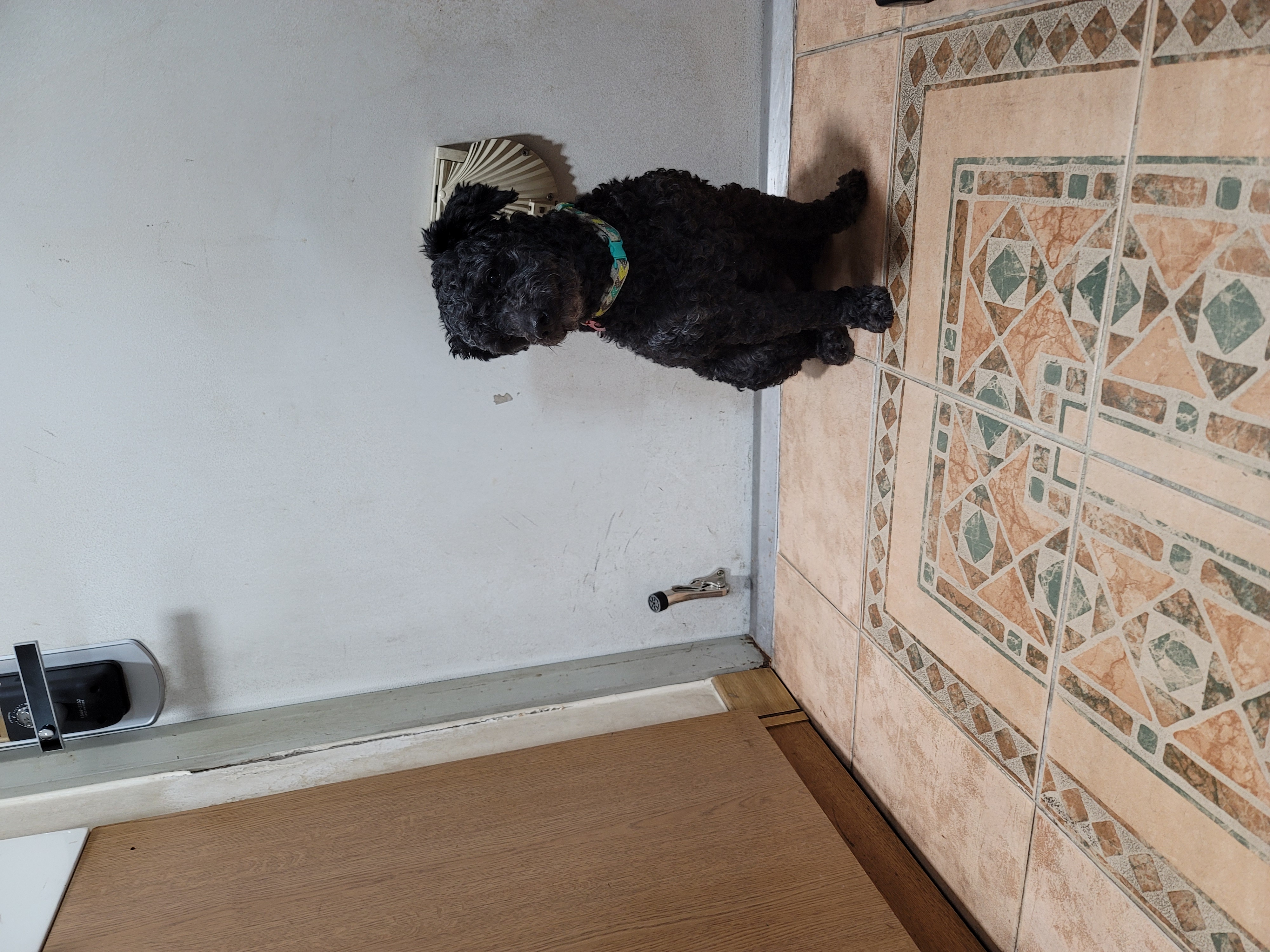 릴리(곤지암-12) 입양 1주차 후기