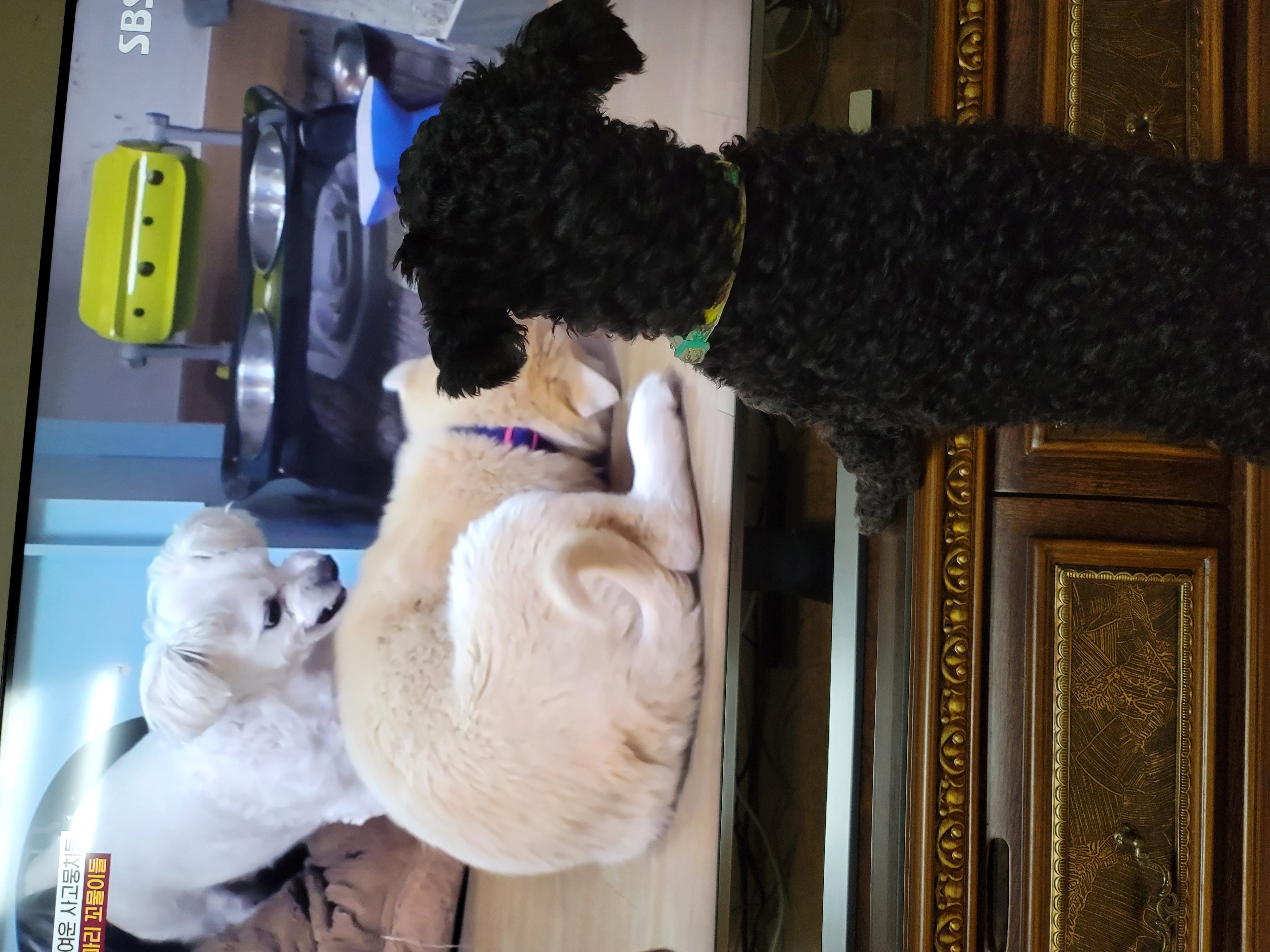 릴리(곤지암-12) 입양 1주차 후기