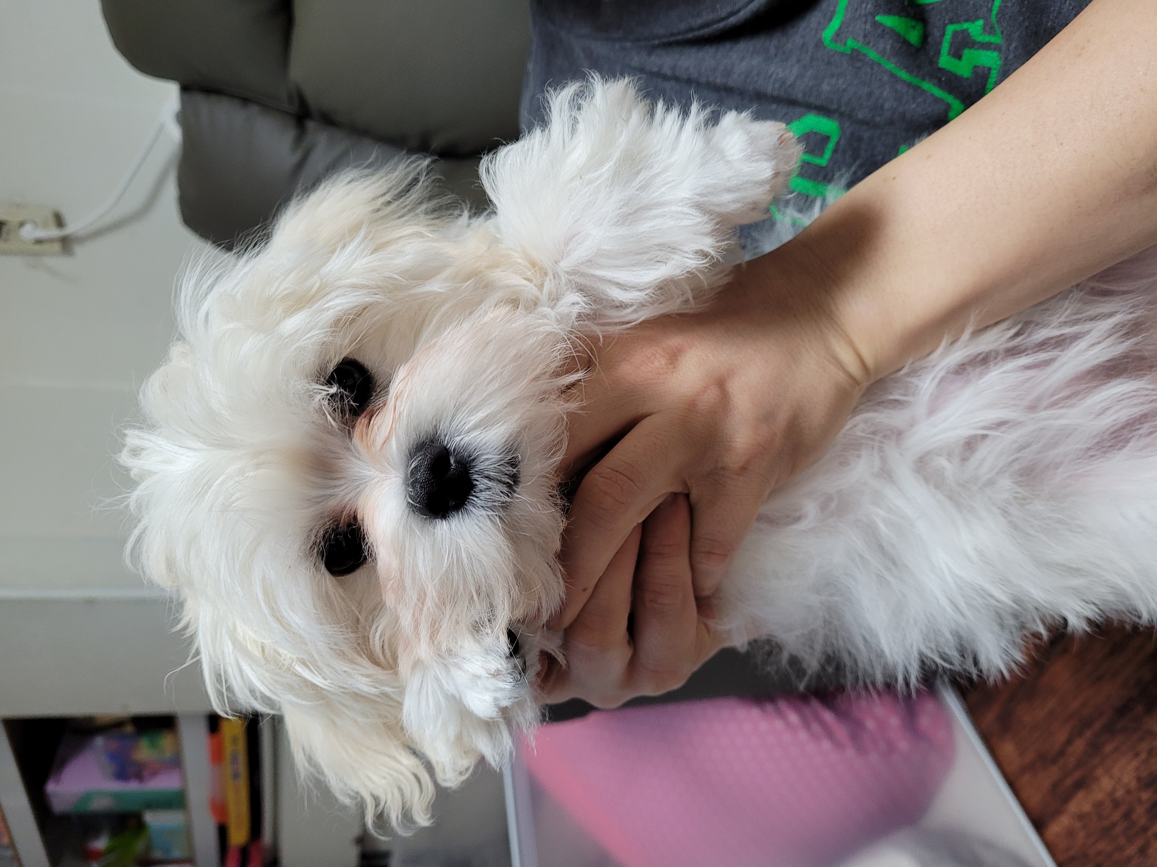 호두(곤지암_청이) 잘크고있어요~