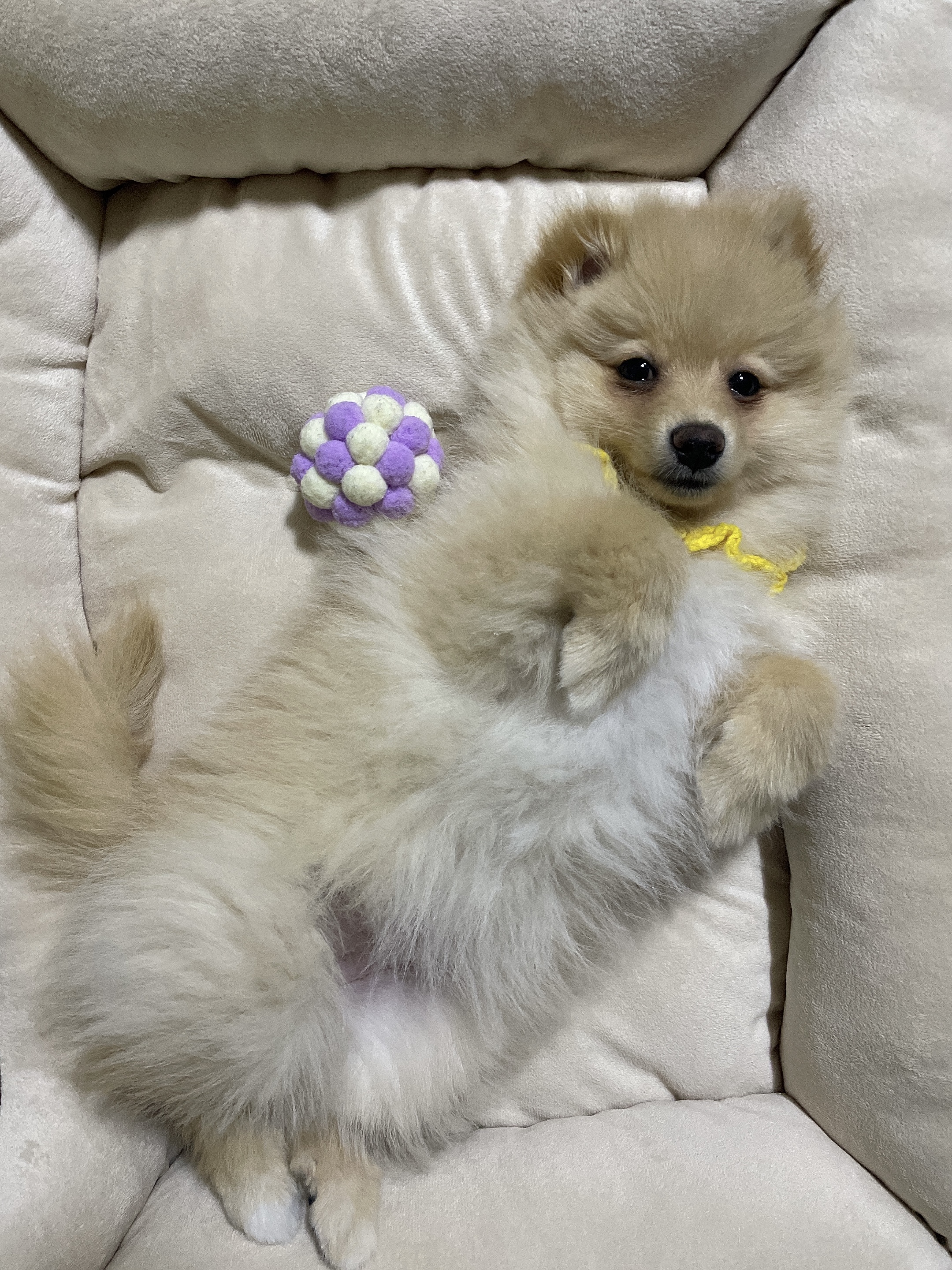 노을이(곤지암 보일) 무럭 무럭 크는 중