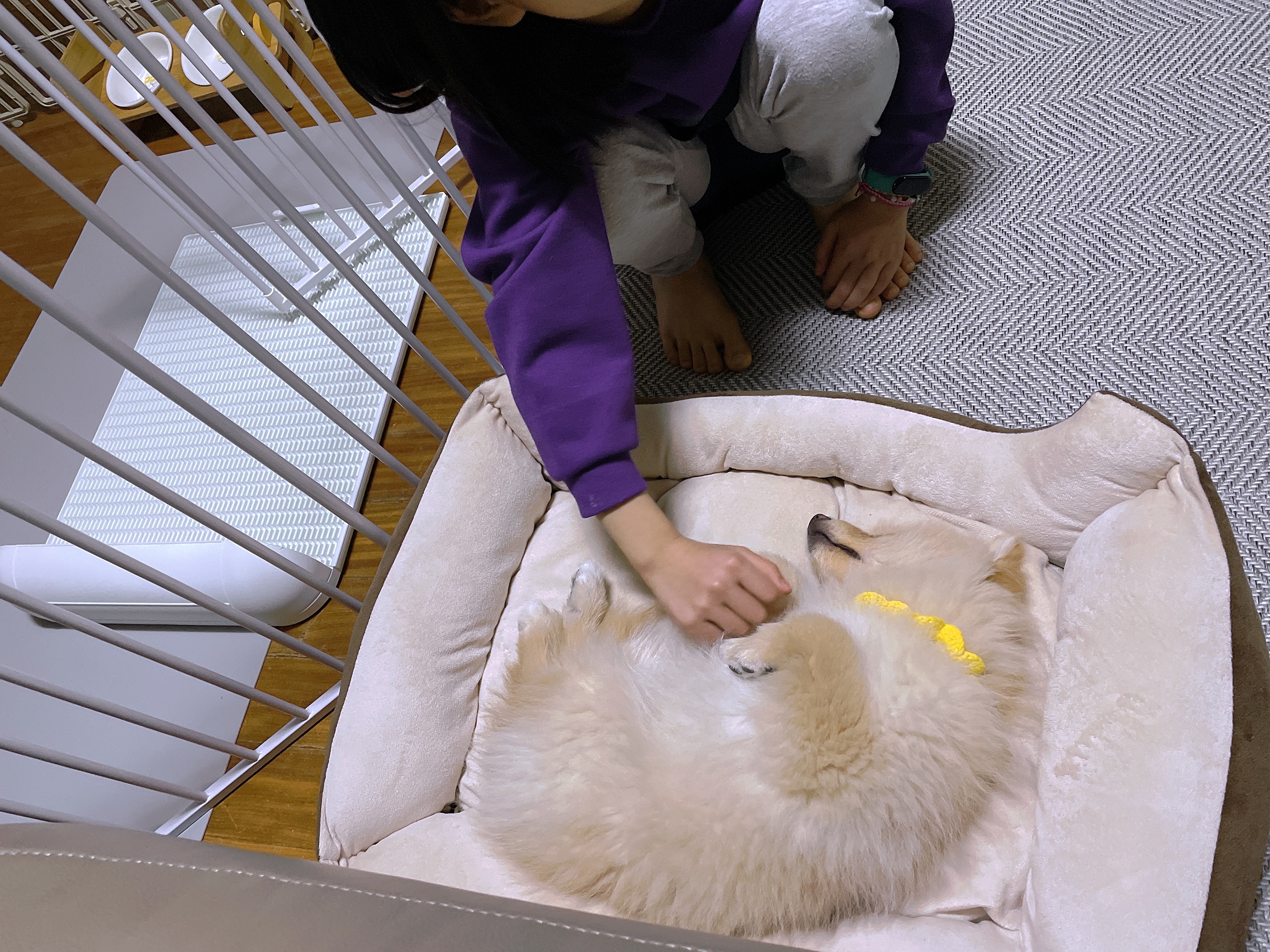 노을이(곤지암 보일) 무럭 무럭 크는 중