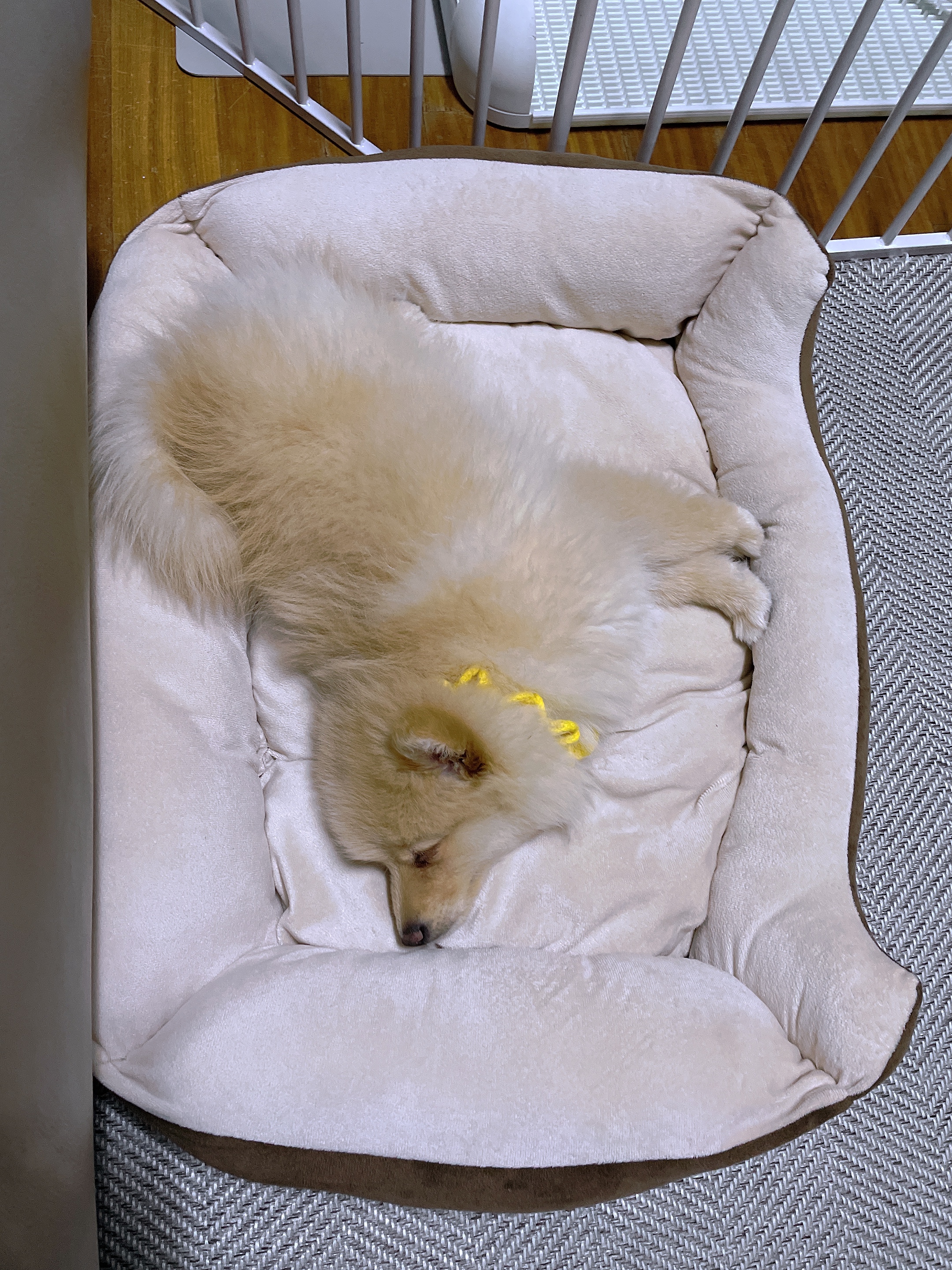 노을이(곤지암 보일) 무럭 무럭 크는 중