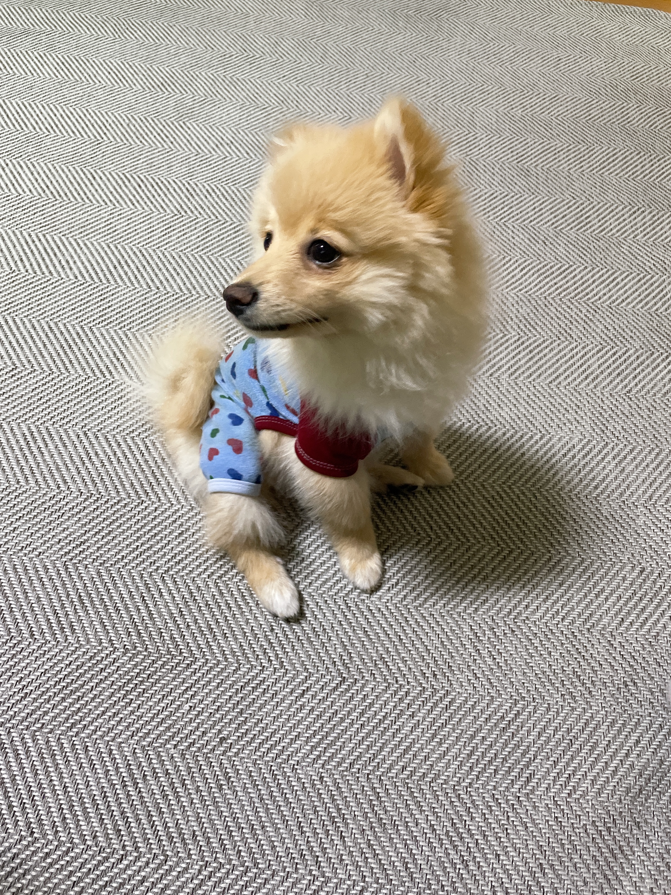 노을이(곤지암 보일) 무럭 무럭 크는 중