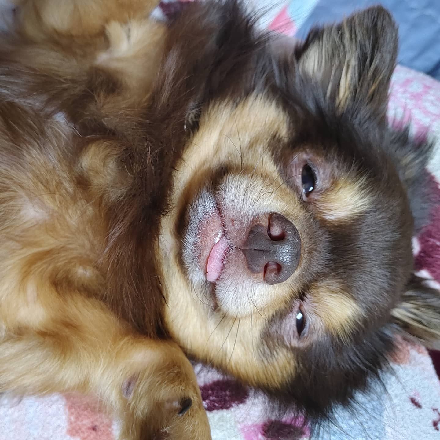 동구네집 동순이(곤지암_치치)