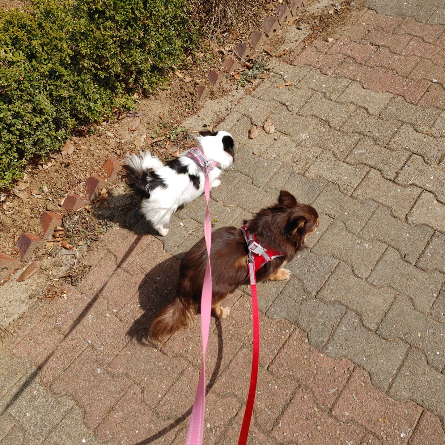 동구네집 동순이(곤지암_치치)