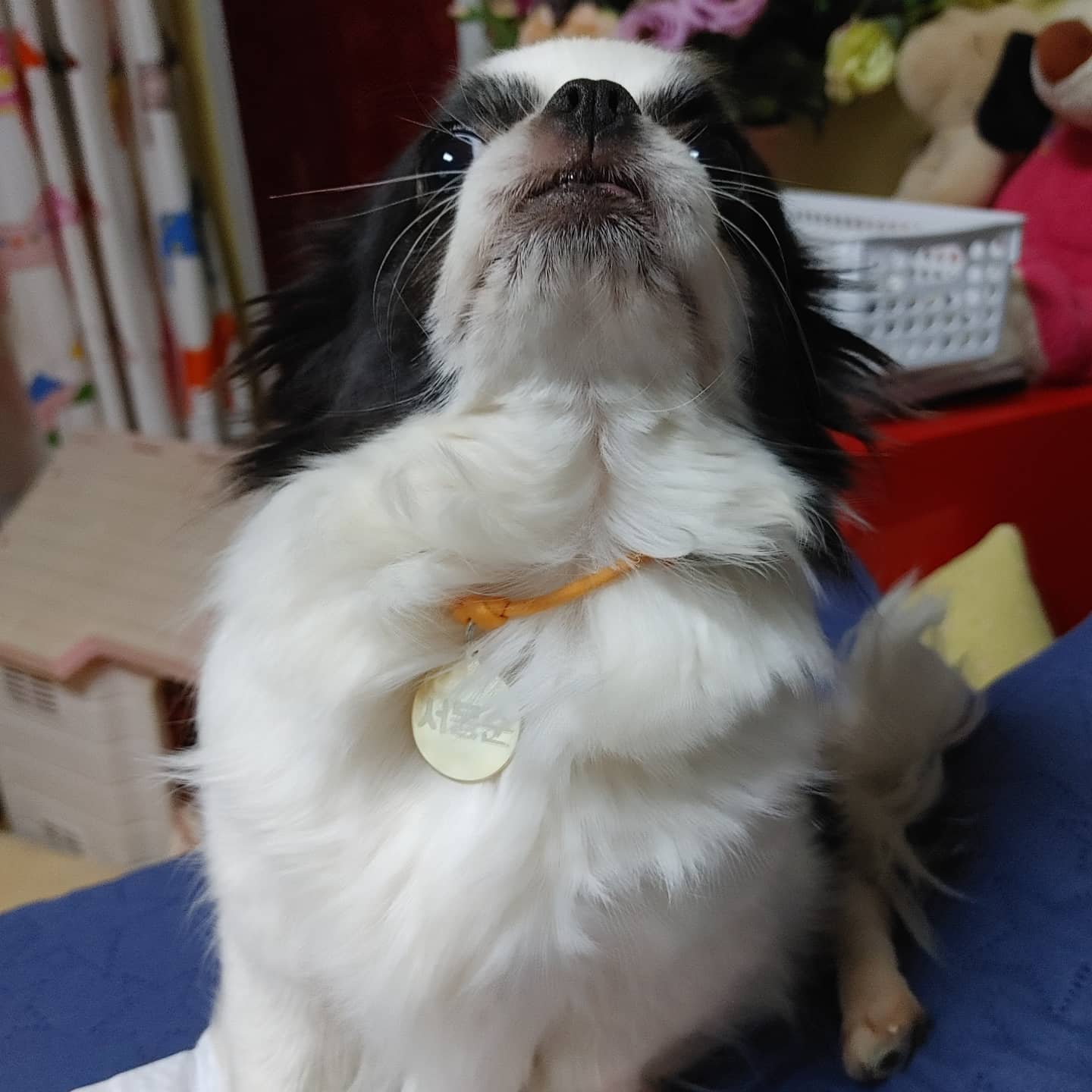 동구네집 동순이(곤지암_치치)