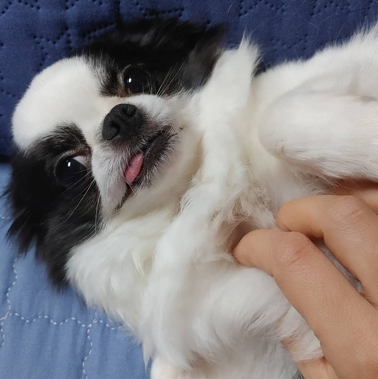 동구네집 동순이(곤지암_치치)