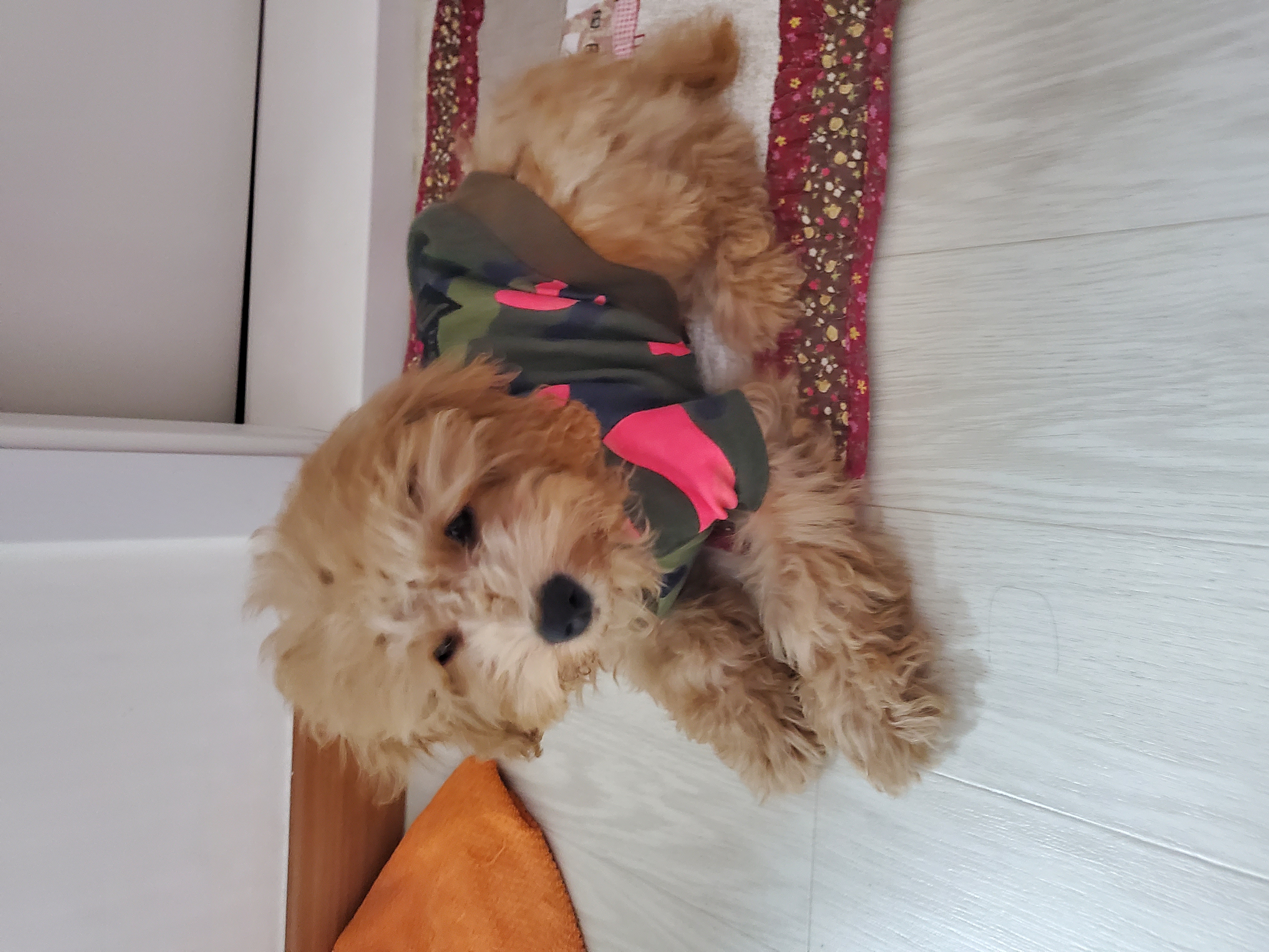 해피입양 한달째