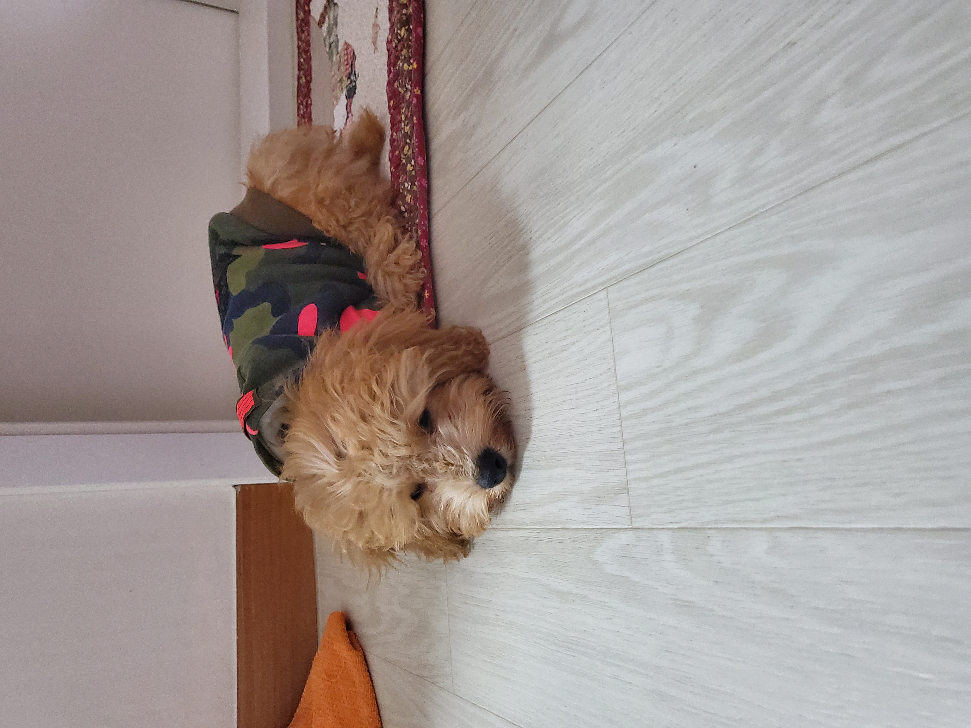 해피입양 한달째