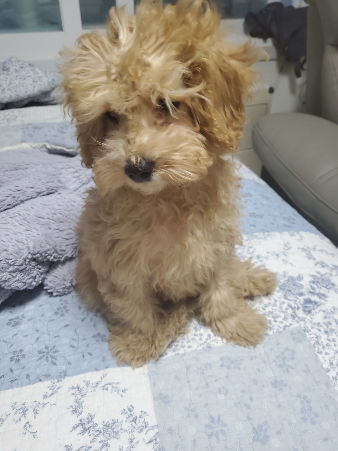 해피입양 한달째