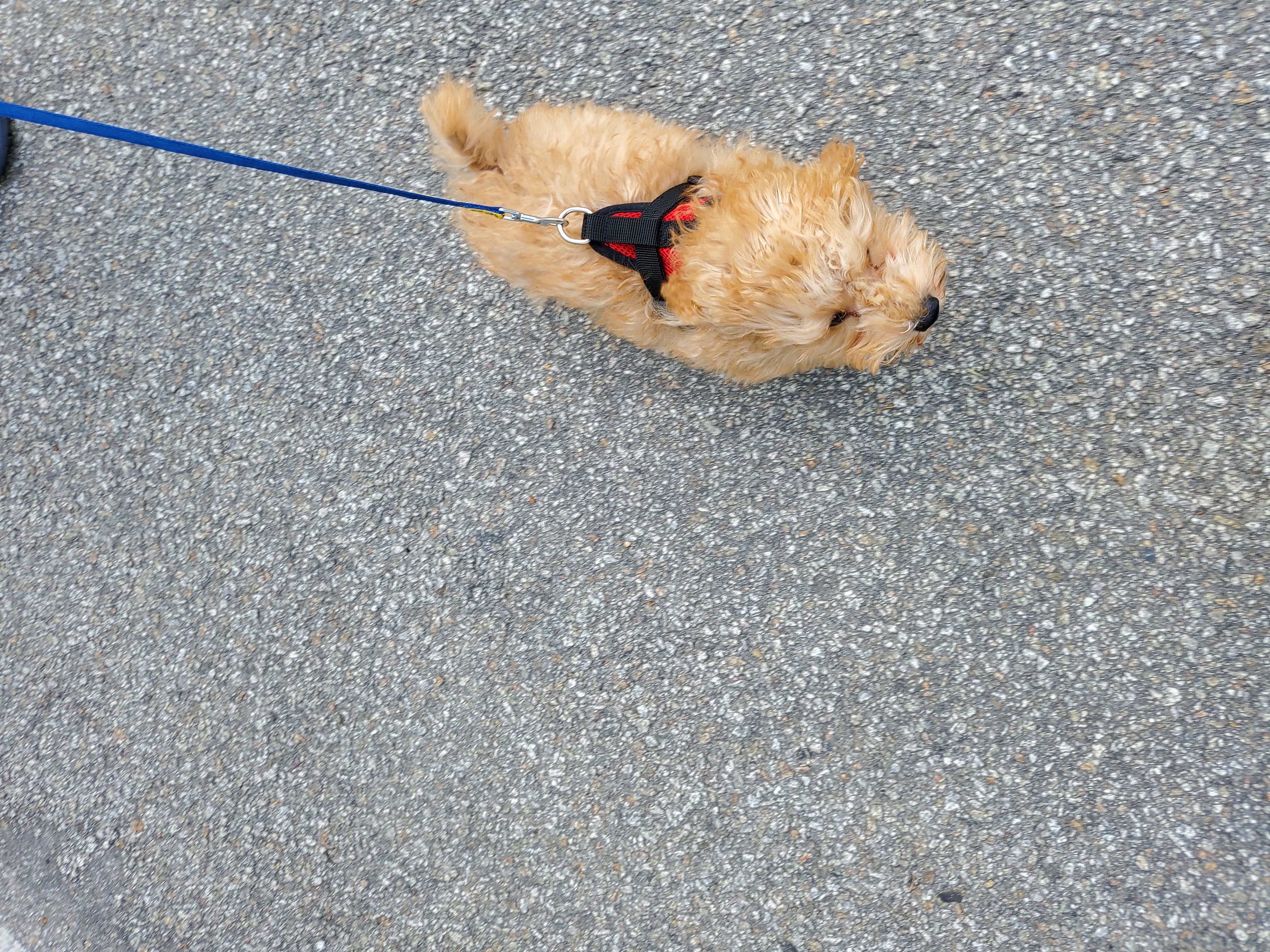 해피입양 한달째