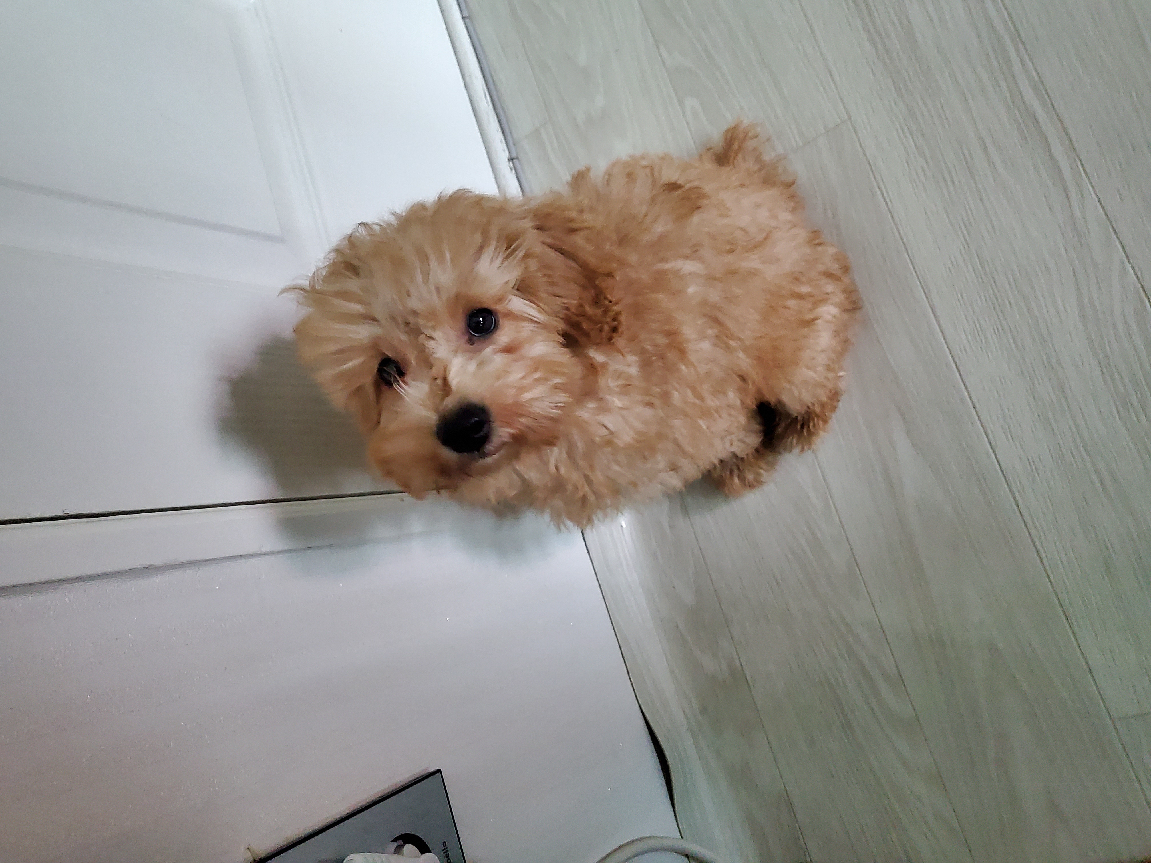 해피입양 한달째