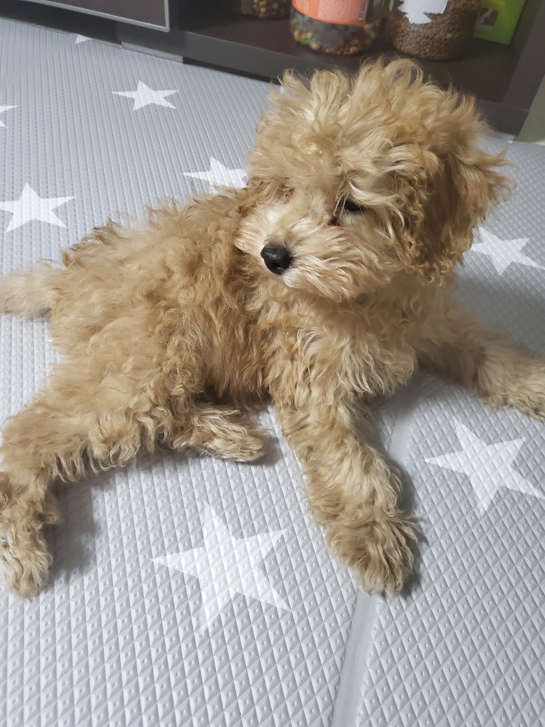 해피입양 한달째