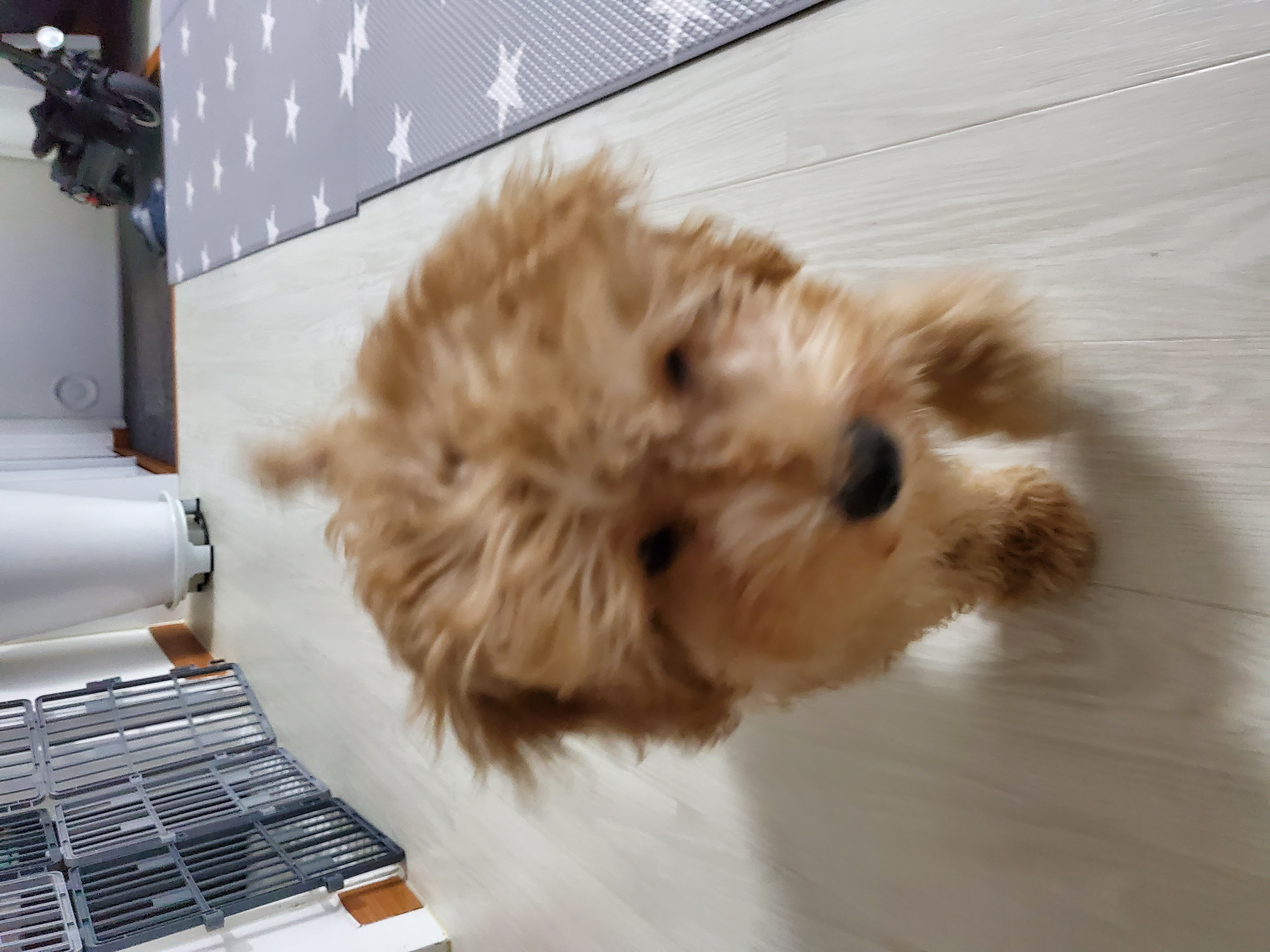 해피입양 한달째