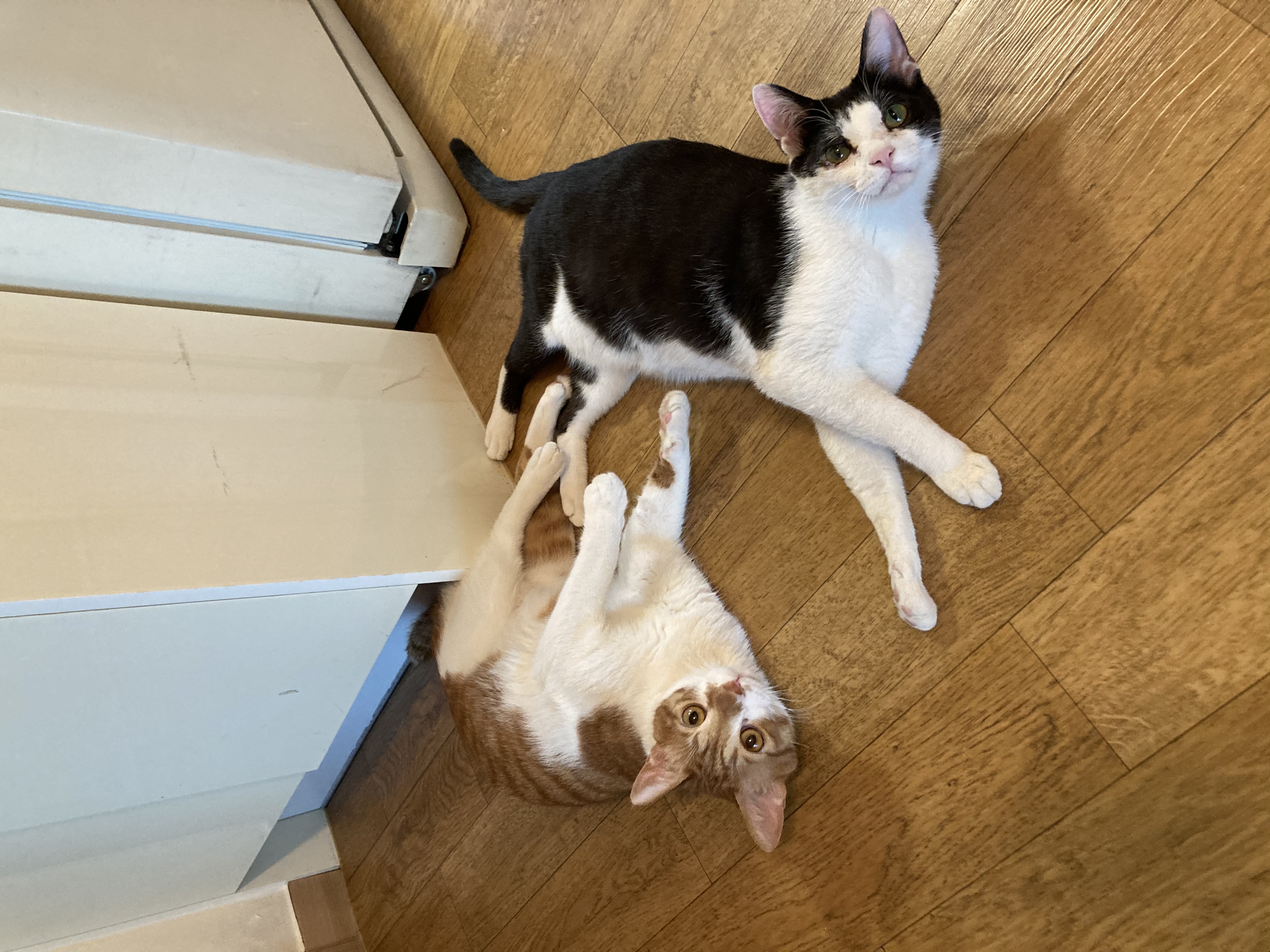 점점더 귀여워지는 금귤이 입양 후기:)