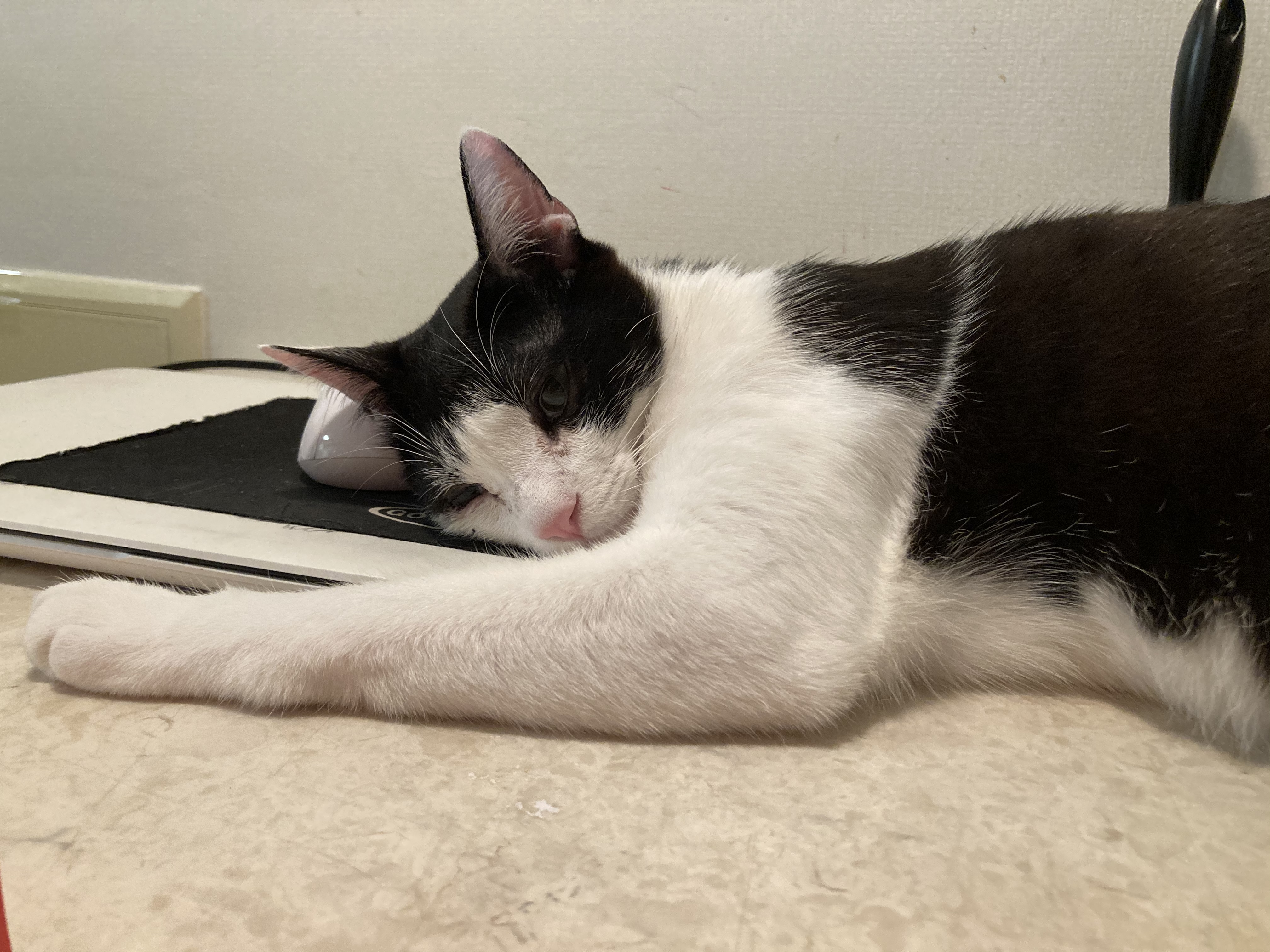 점점더 귀여워지는 금귤이 입양 후기:)