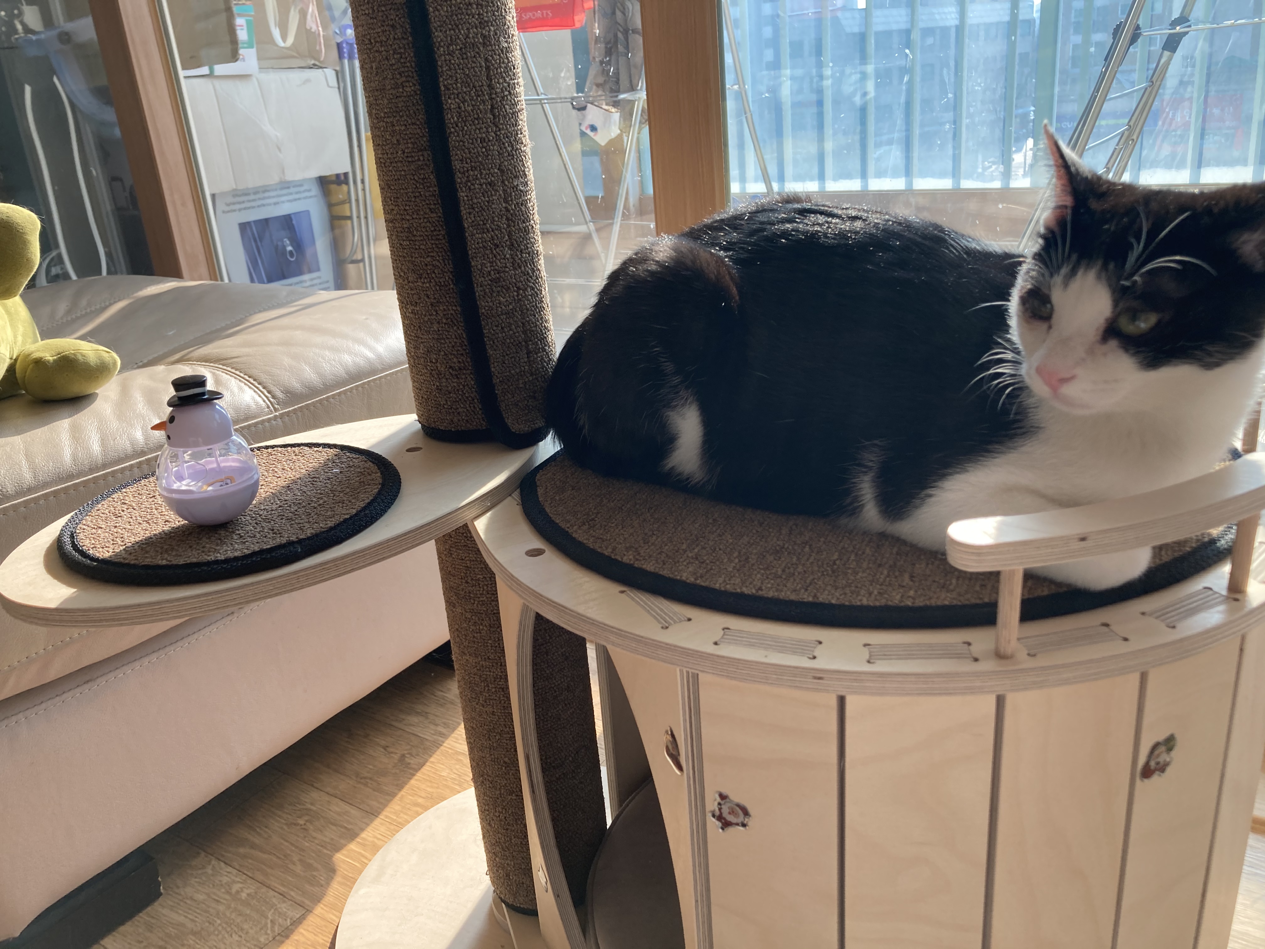 점점더 귀여워지는 금귤이 입양 후기:)