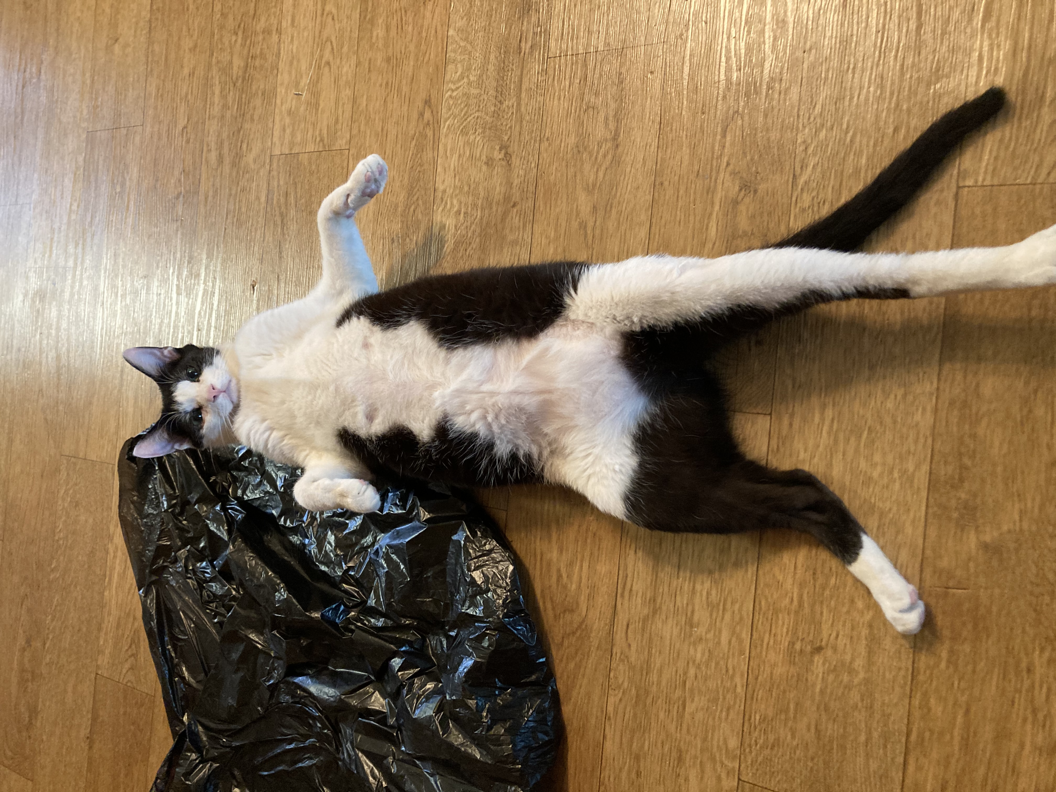 점점더 귀여워지는 금귤이 입양 후기:)