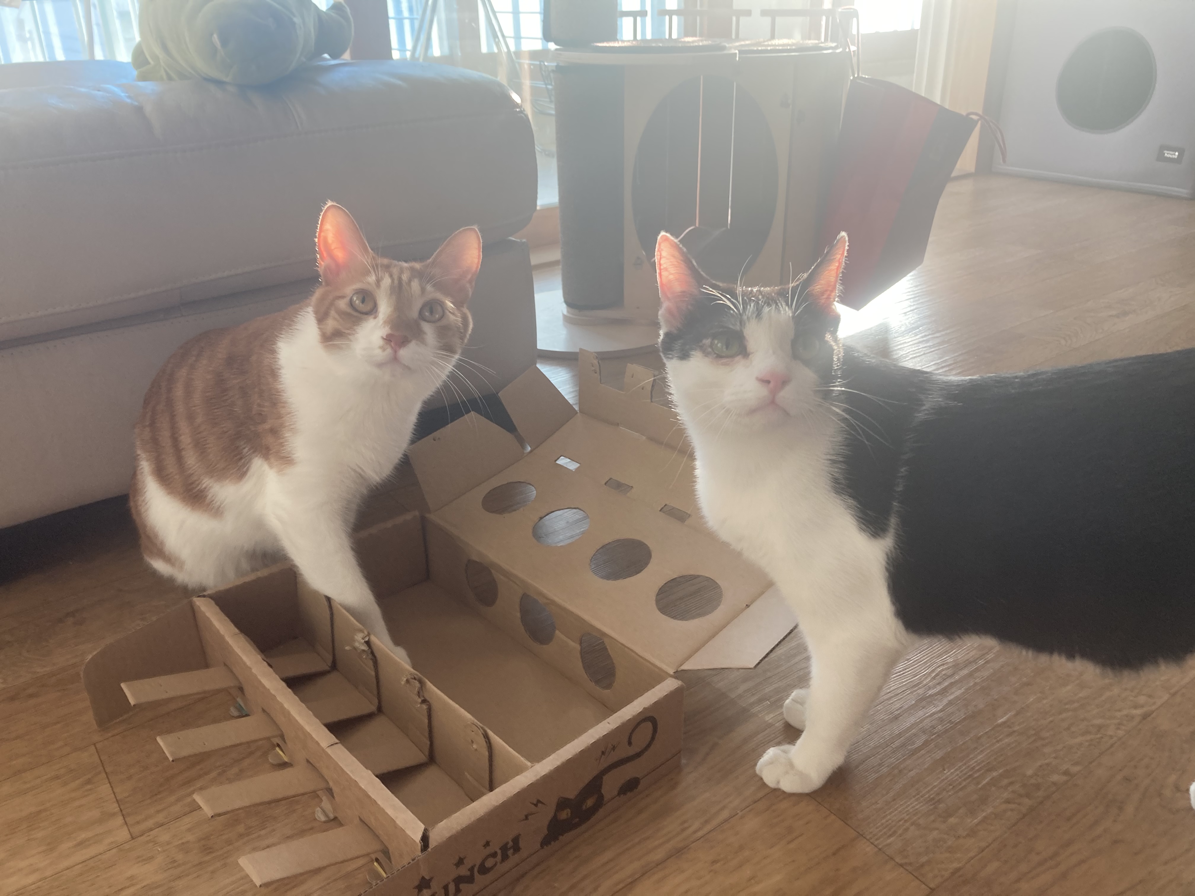 점점더 귀여워지는 금귤이 입양 후기:)